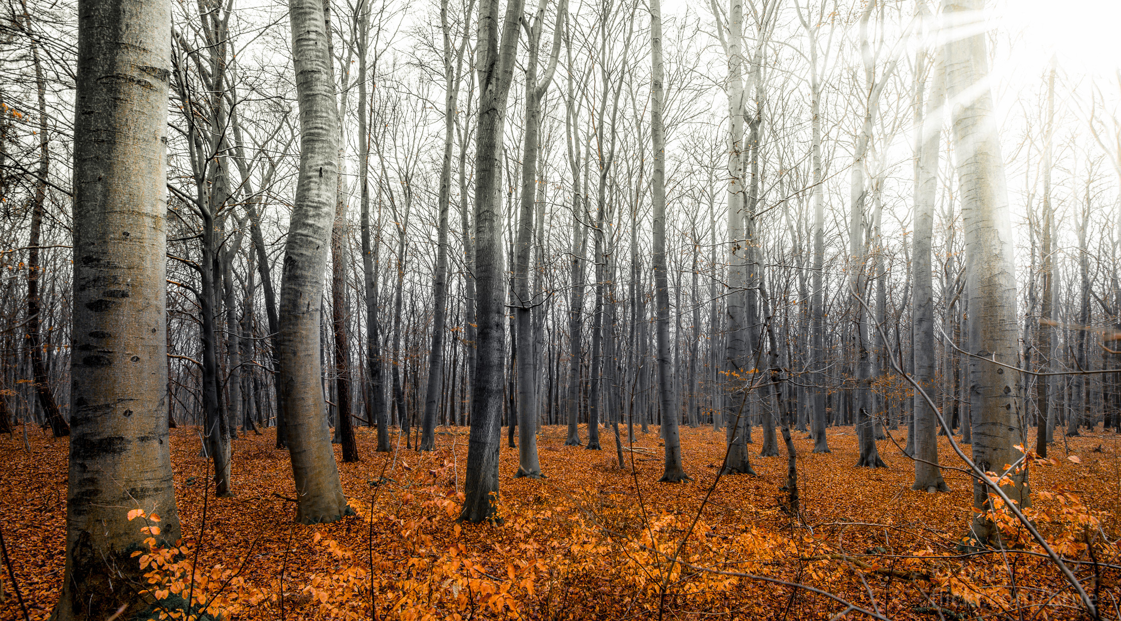 Предложения поздней осенью в лесу. Осенний лес. Лес поздней осенью. Поздняя осень в лесу. Лес без листьев.