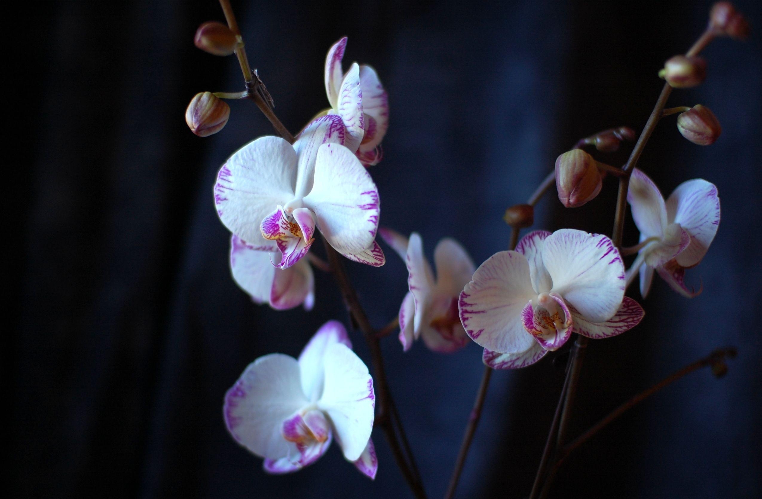 104361 скачать обои цветы, орхидея, ветки, крупный план - заставки и картинки бесплатно