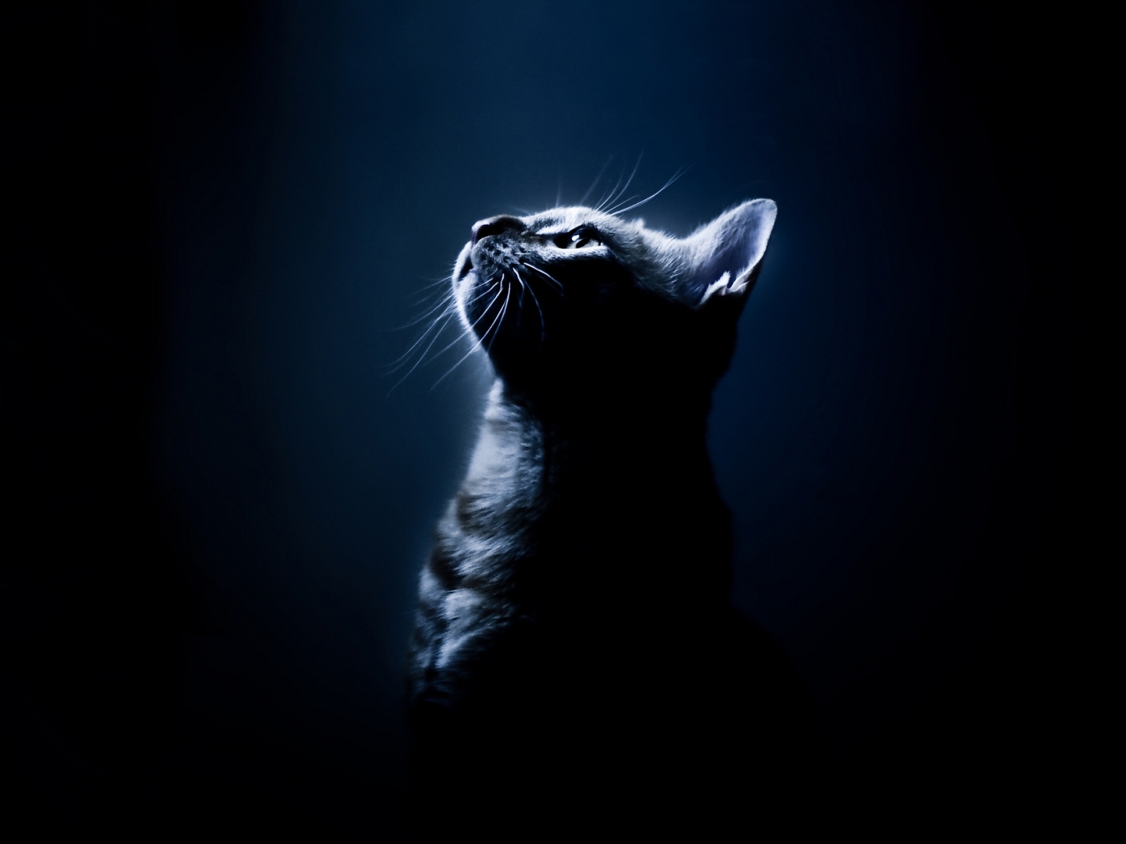 Free Cats Stock Wallpapers