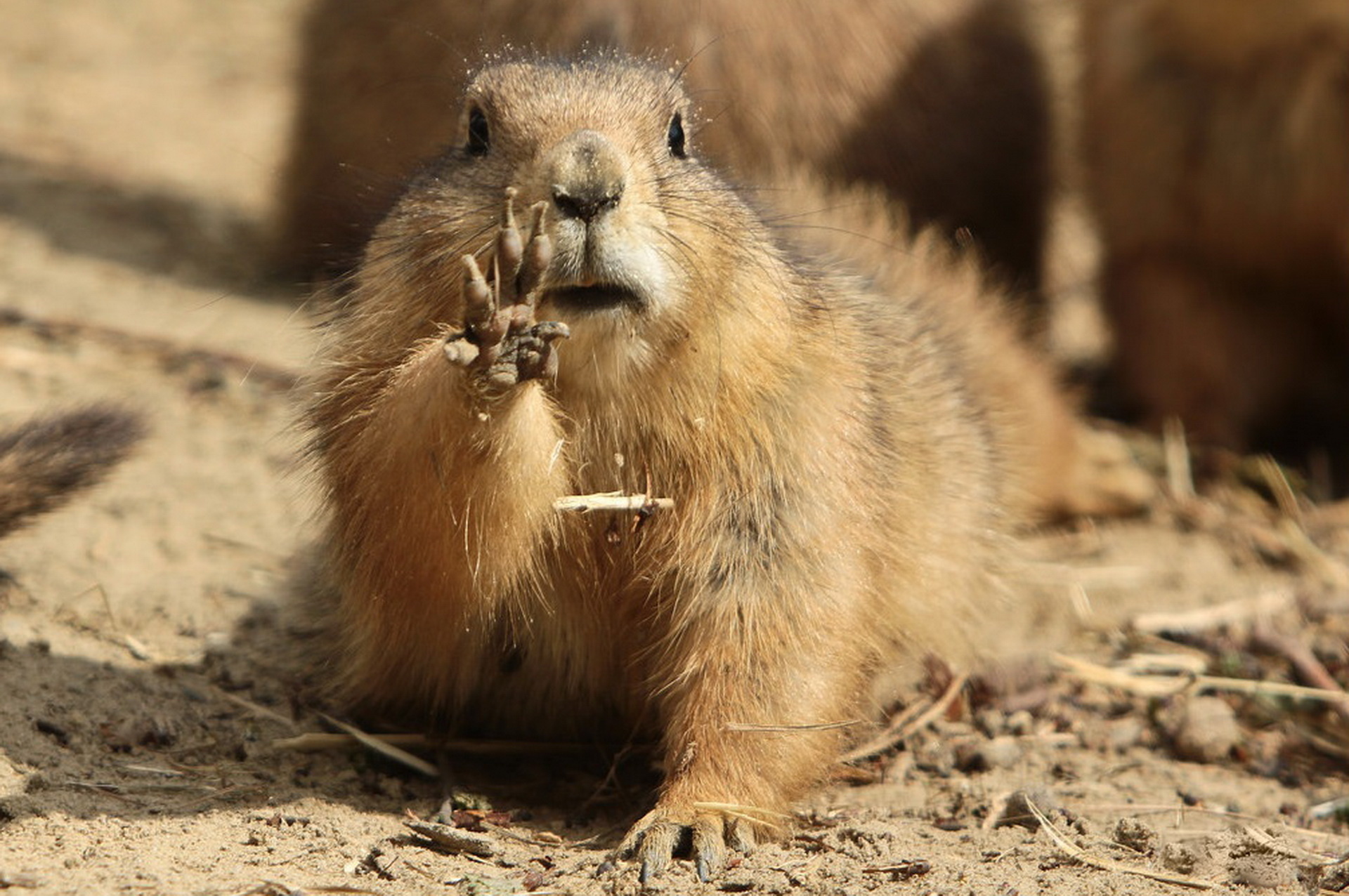 Download mobile wallpaper Dirt, Animals, Mud, Marmot, Paw for free.
