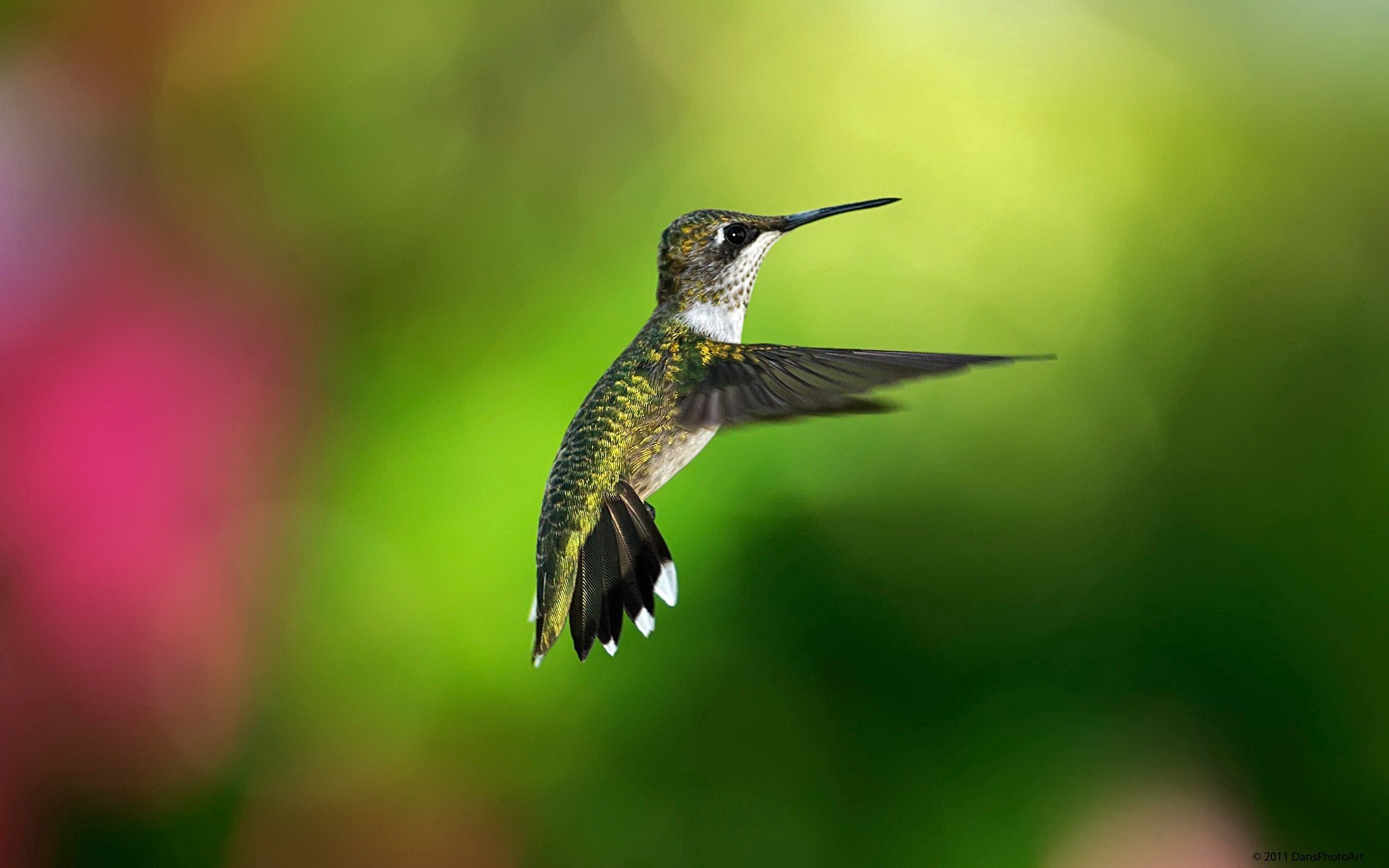 Download mobile wallpaper Animals, Humming Birds, Flight, Bird, Background for free.