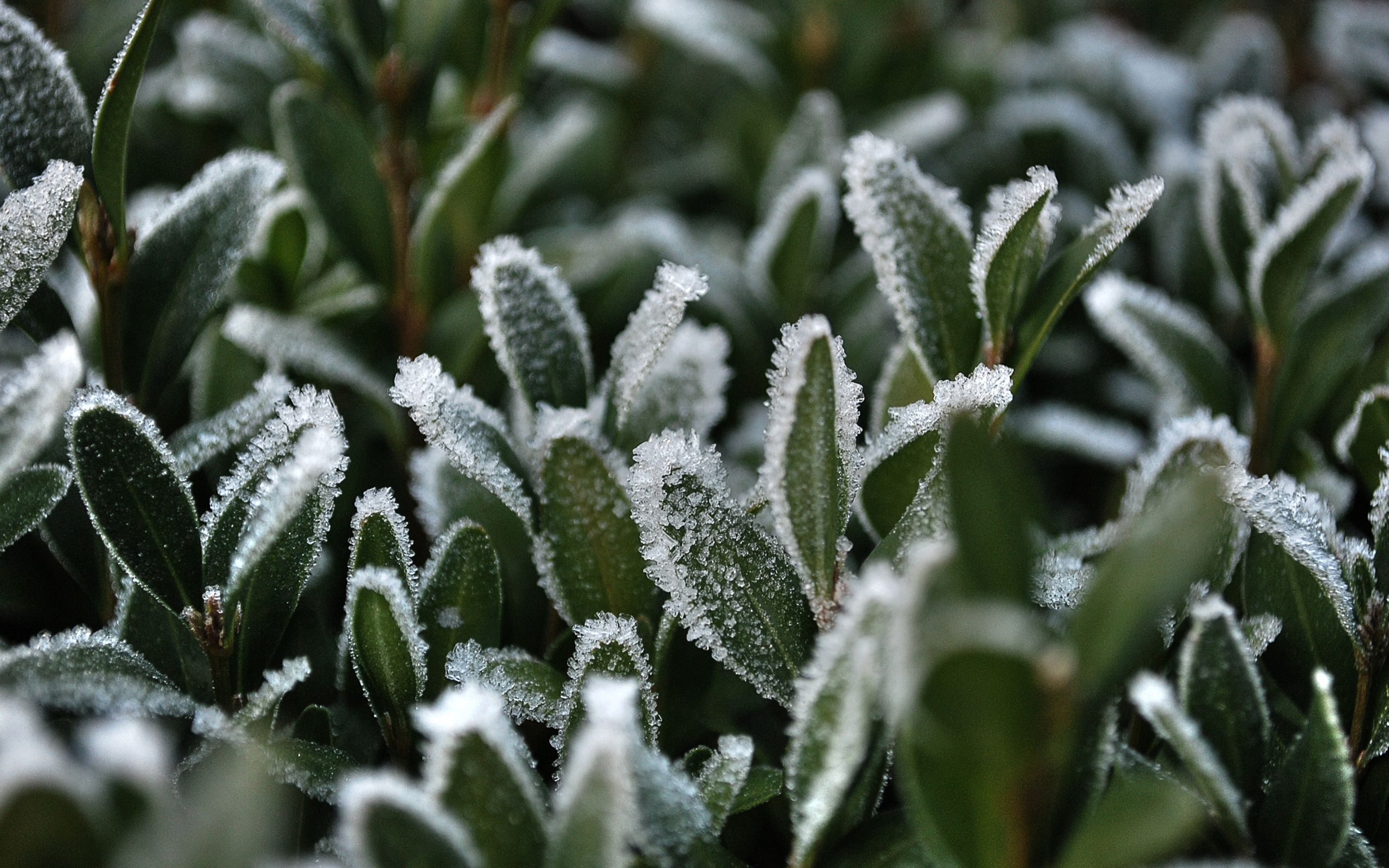 Laden Sie das Grass, Makro, Rauhreif, Frost, Schnee-Bild kostenlos auf Ihren PC-Desktop herunter