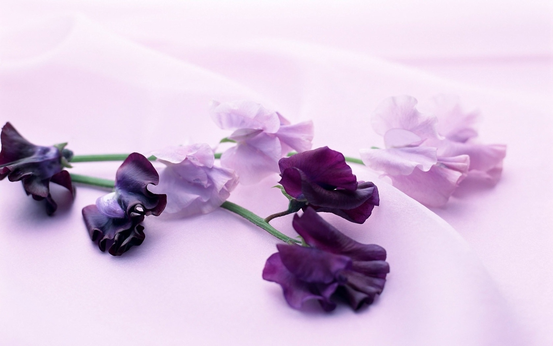 Картинки с двумя цветами. Фиолетовые цветы. Сиреневые цветы. Изящные цветы. Розово фиолетовые цветы.