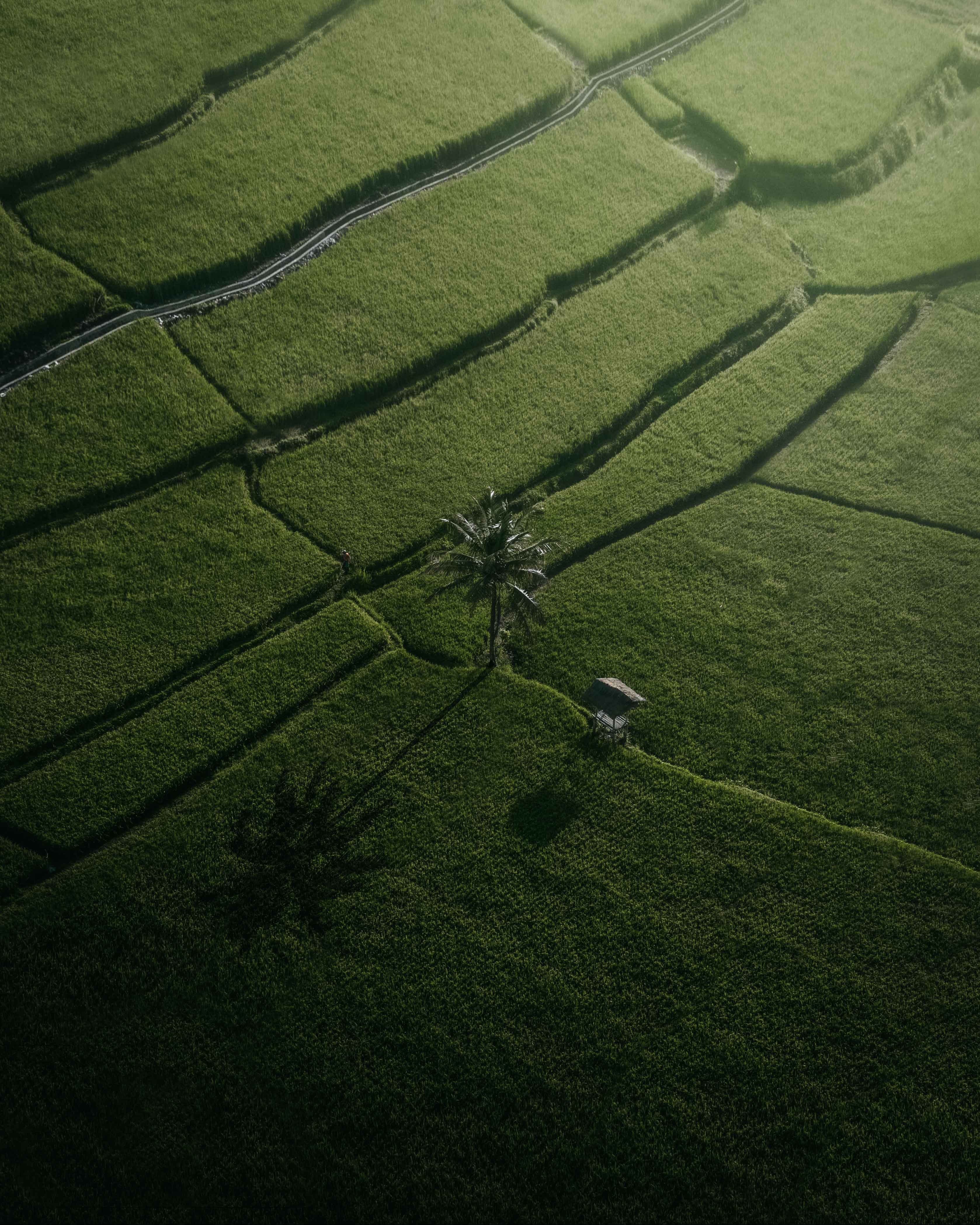Free download wallpaper Palm, View From Above, Nature, Fields on your PC desktop