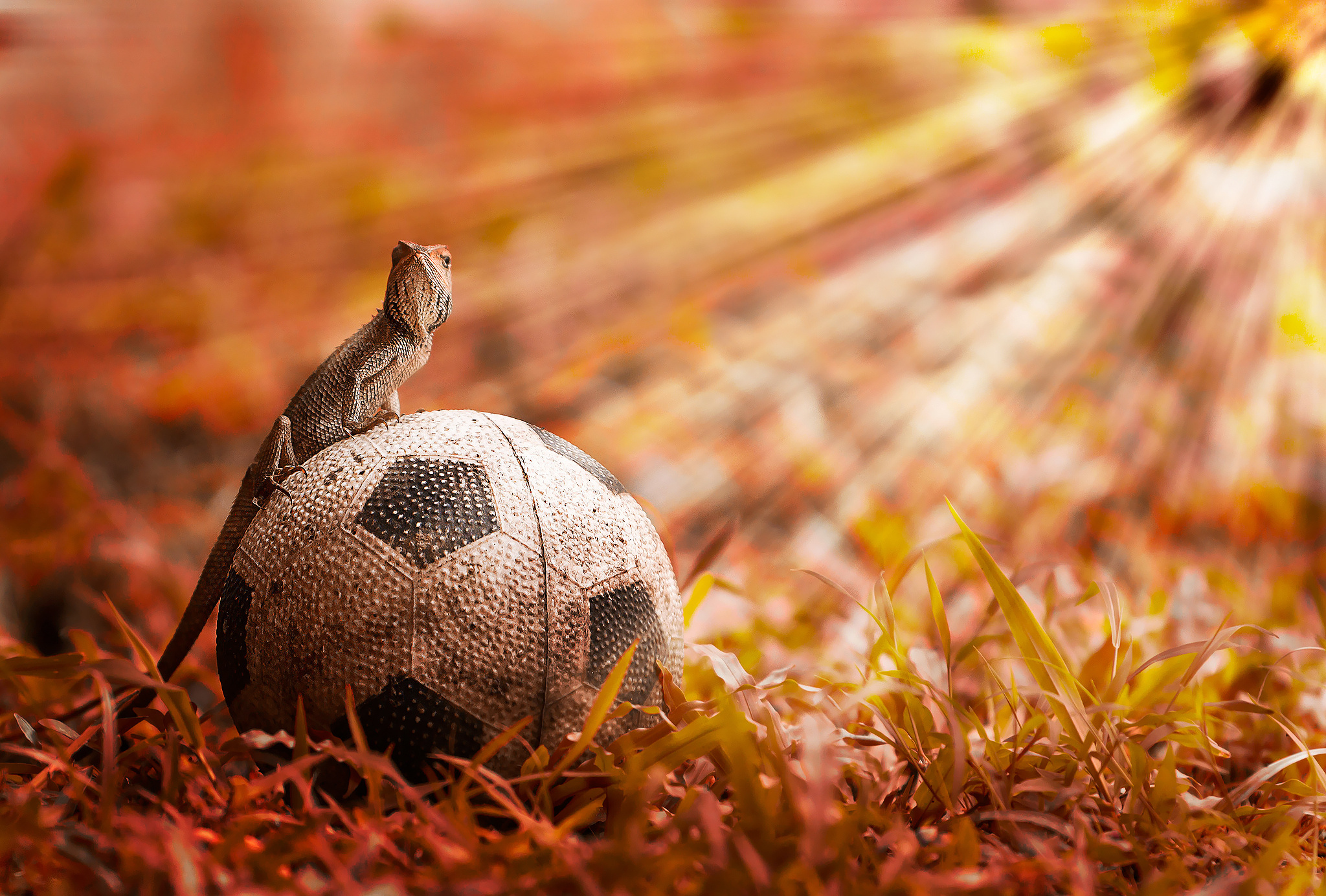 Ящерица осенью. Осенний мяч. Осенний футбол. Футбольный мяч на природе. Футбол осень.