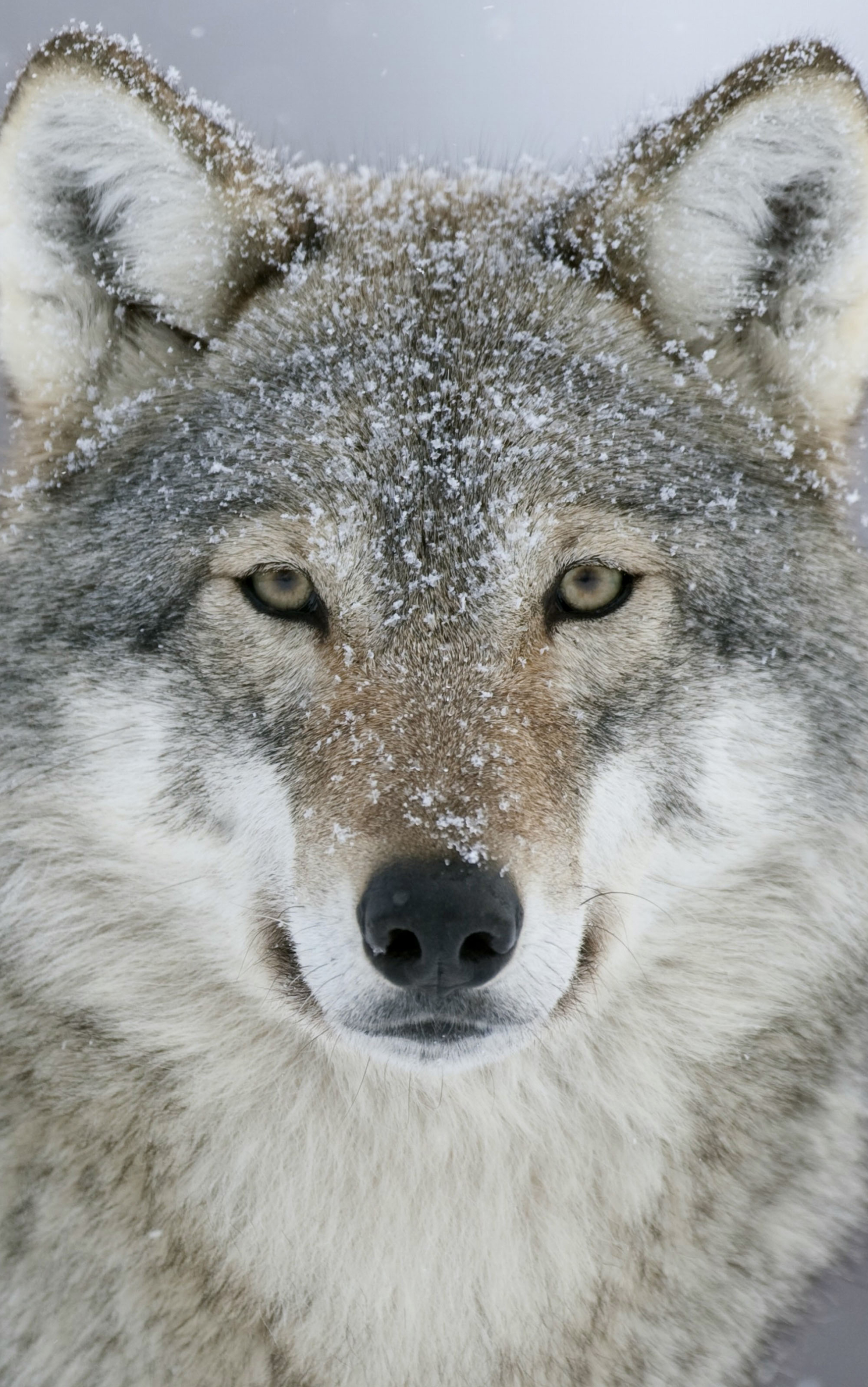 Lock Screen PC Wallpaper animal, gray wolf, snow, wolves