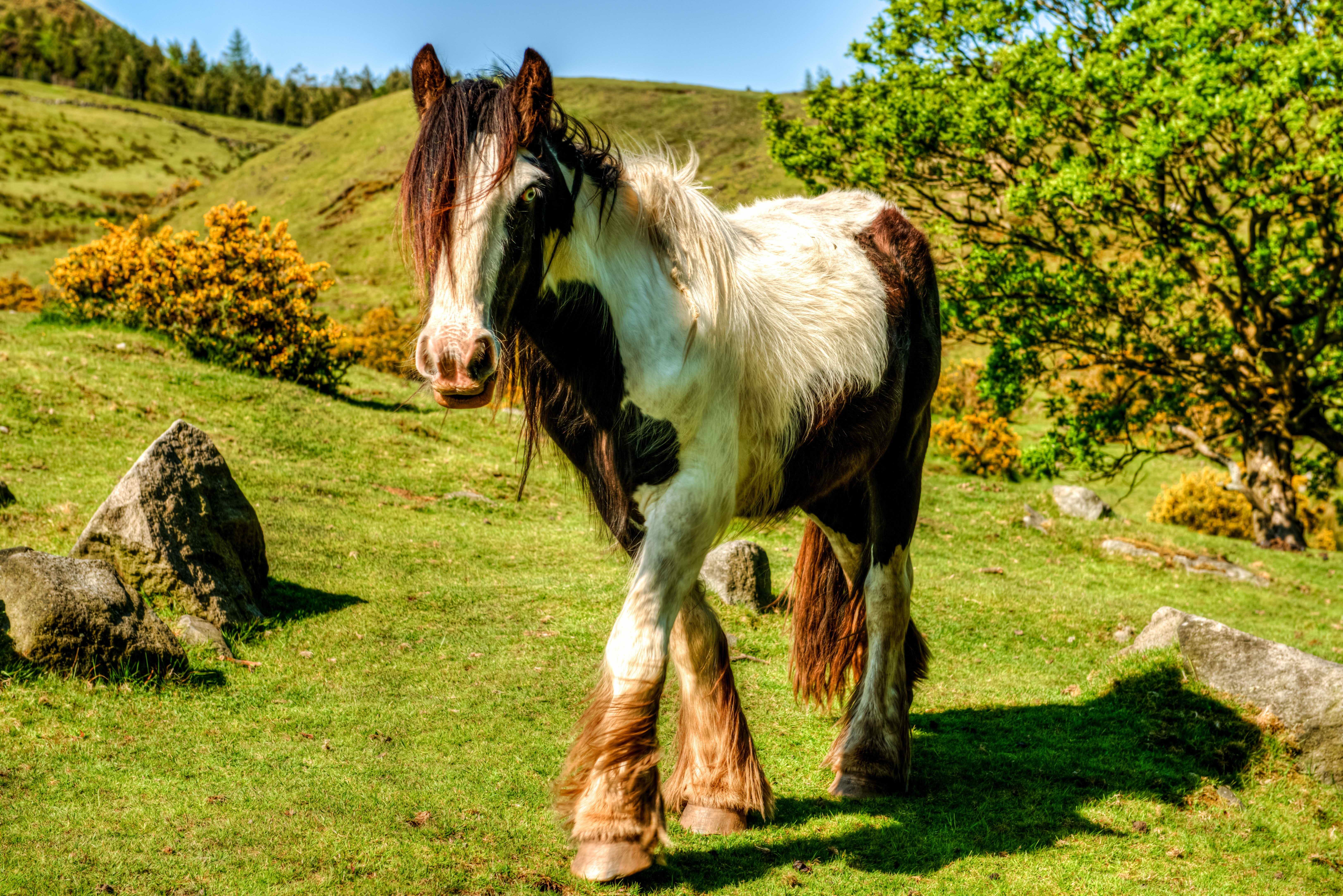 Про лошадей красивый. Голландская Ломовая лошадь. Шварцвальдская порода лошадей. Красивые лошадки. Лошади на природе.