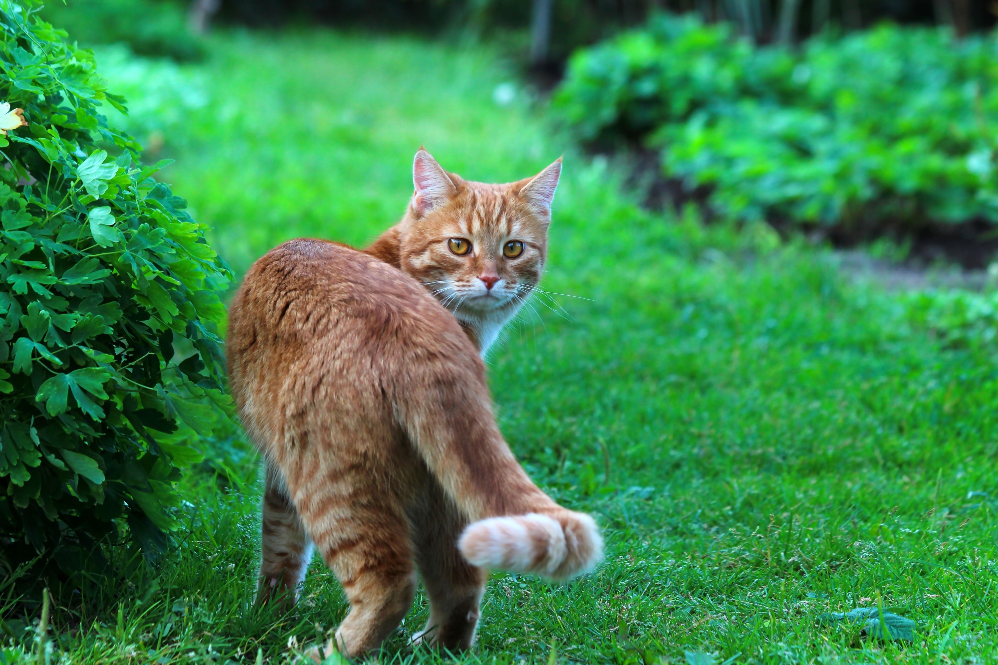 Картинки кот на природе