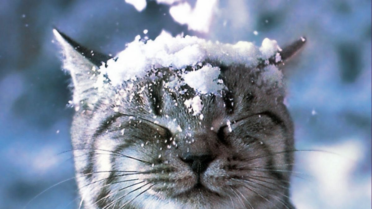 Падает снег на звонок. Снежное утро. Кот и первый снег. Первый снег. Снежный кот.