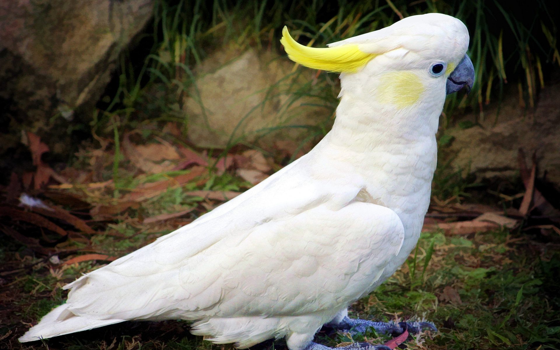 Newest Mobile Wallpaper Sulphur Crested Cockatoo