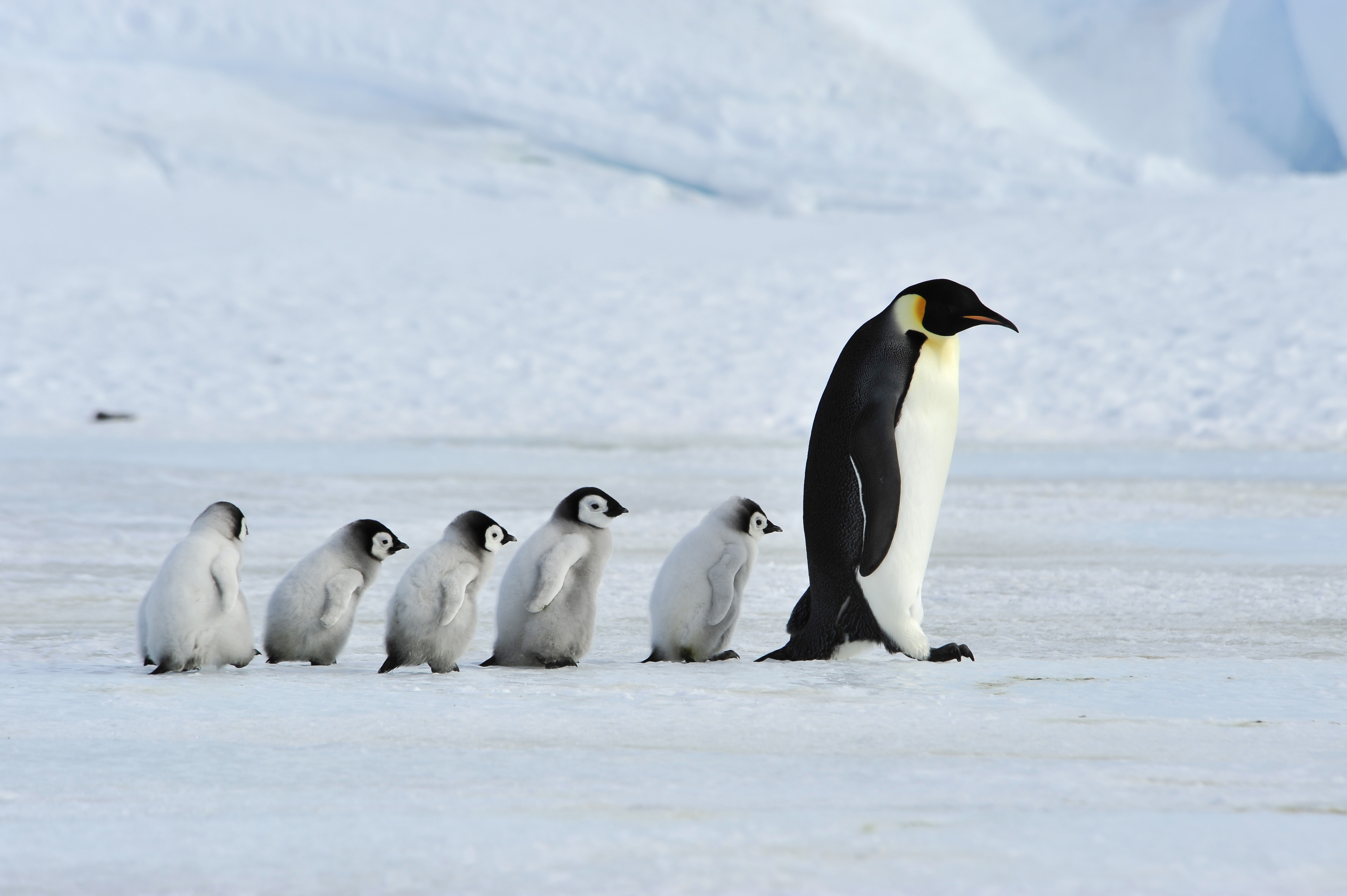 Пингвины живут на южном. Императорский Пингвин в Антарктиде. Пингвины в Антарктиде. Животные Антарктиды Императорский Пингвин. Императорские пингвины в Антарктиде фото.