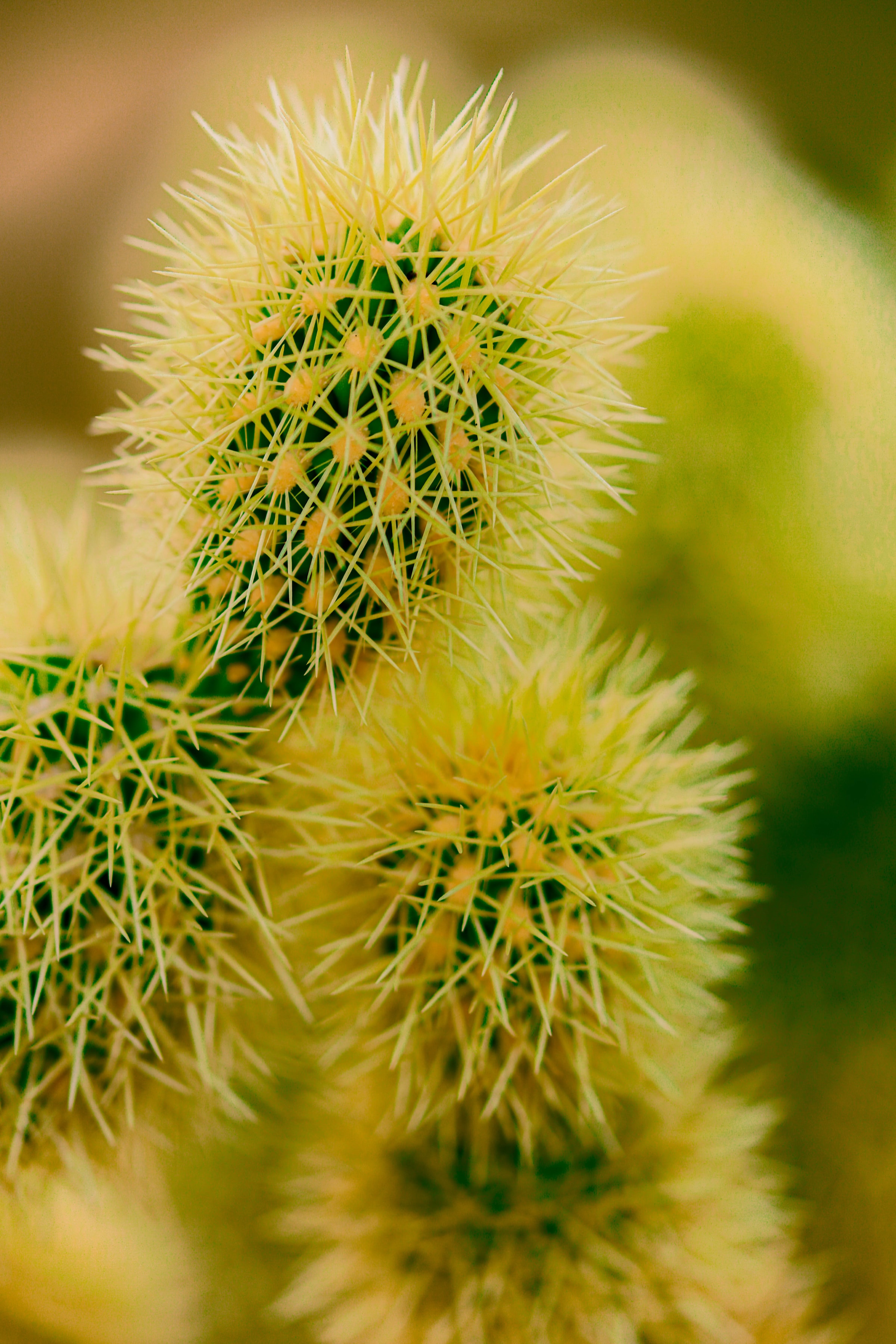 plant, macro, barbed, spiny, cactus, thorns, prickles HD wallpaper