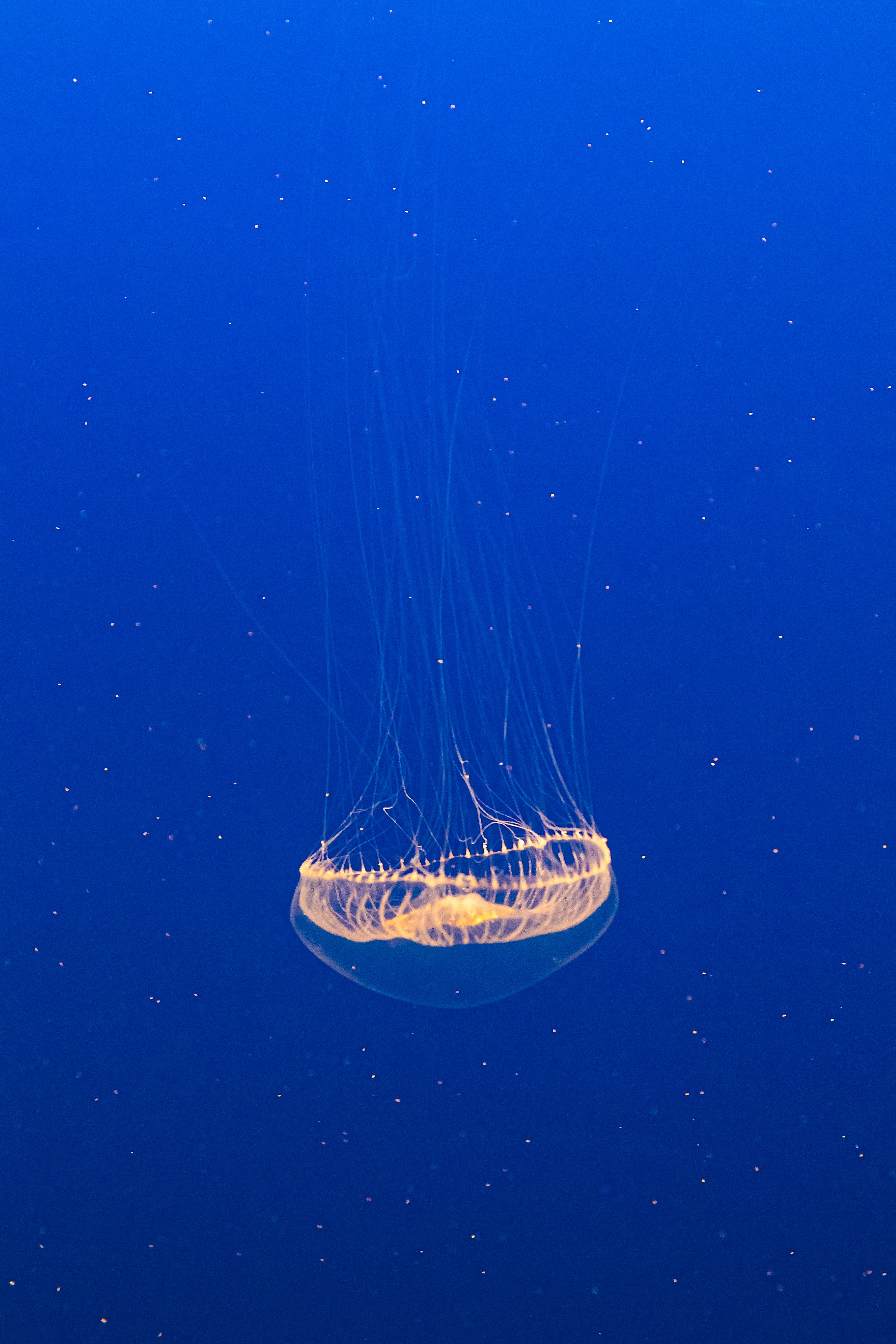 under water, transparent, animals, water, jellyfish, underwater