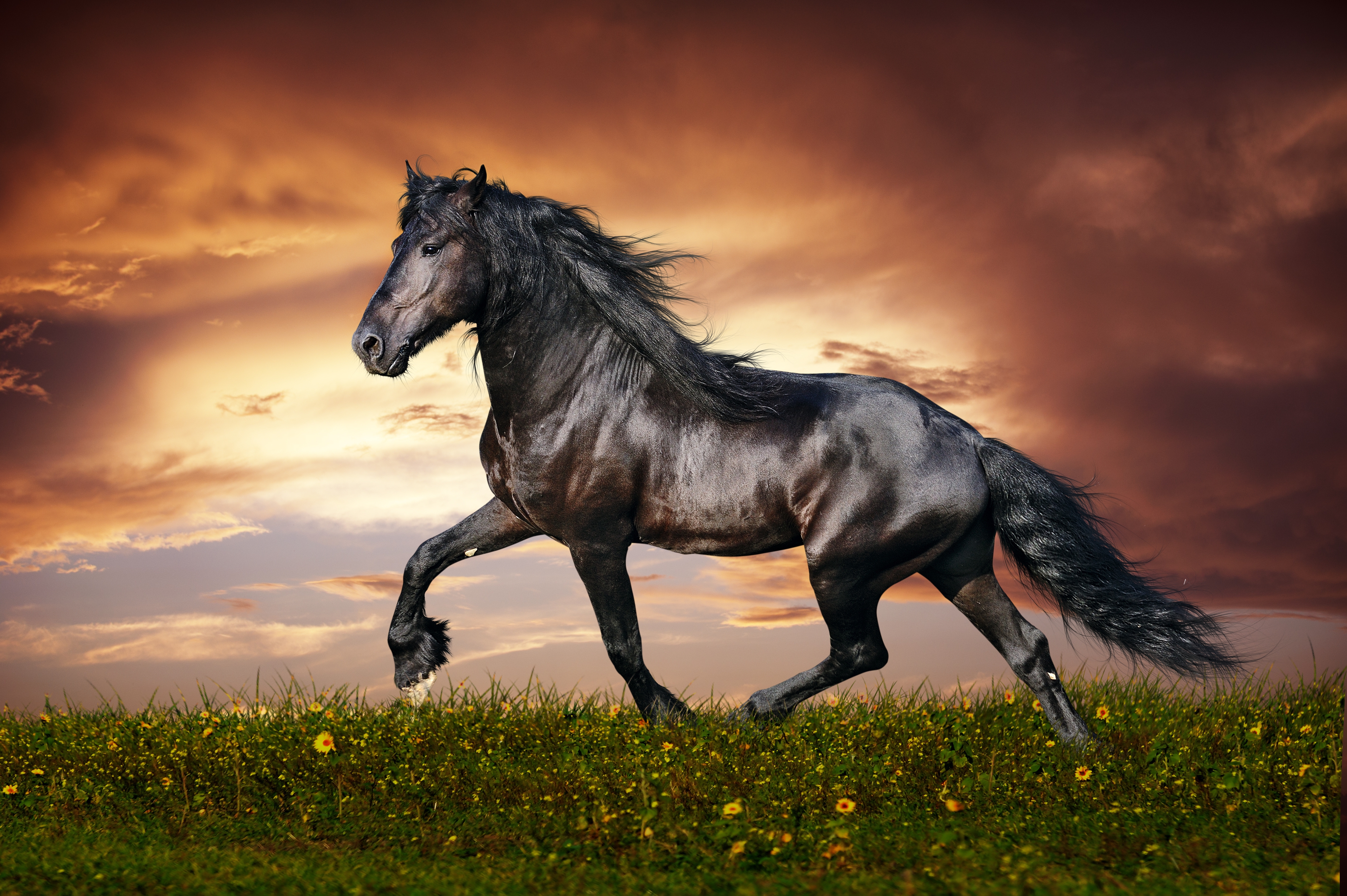 119467 скачать картинку цветы, трава, лошадь, конь, бег, поле, животные, закат - обои и заставки бесплатно