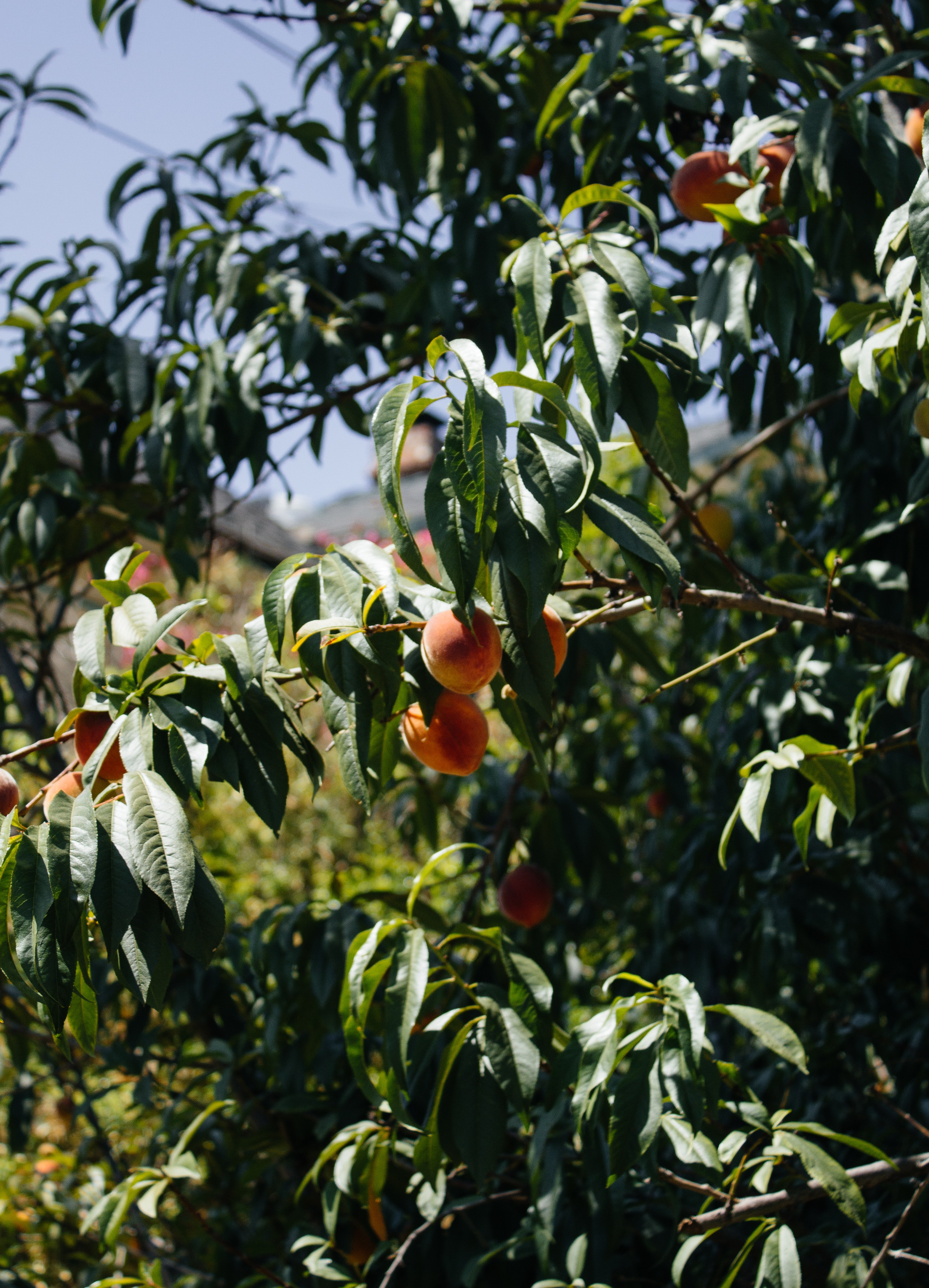 nature, fruits, peaches, wood, tree, branches