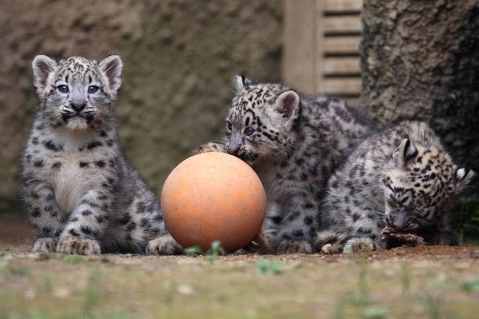 cubs, animals, young, ball, play, snow leopards