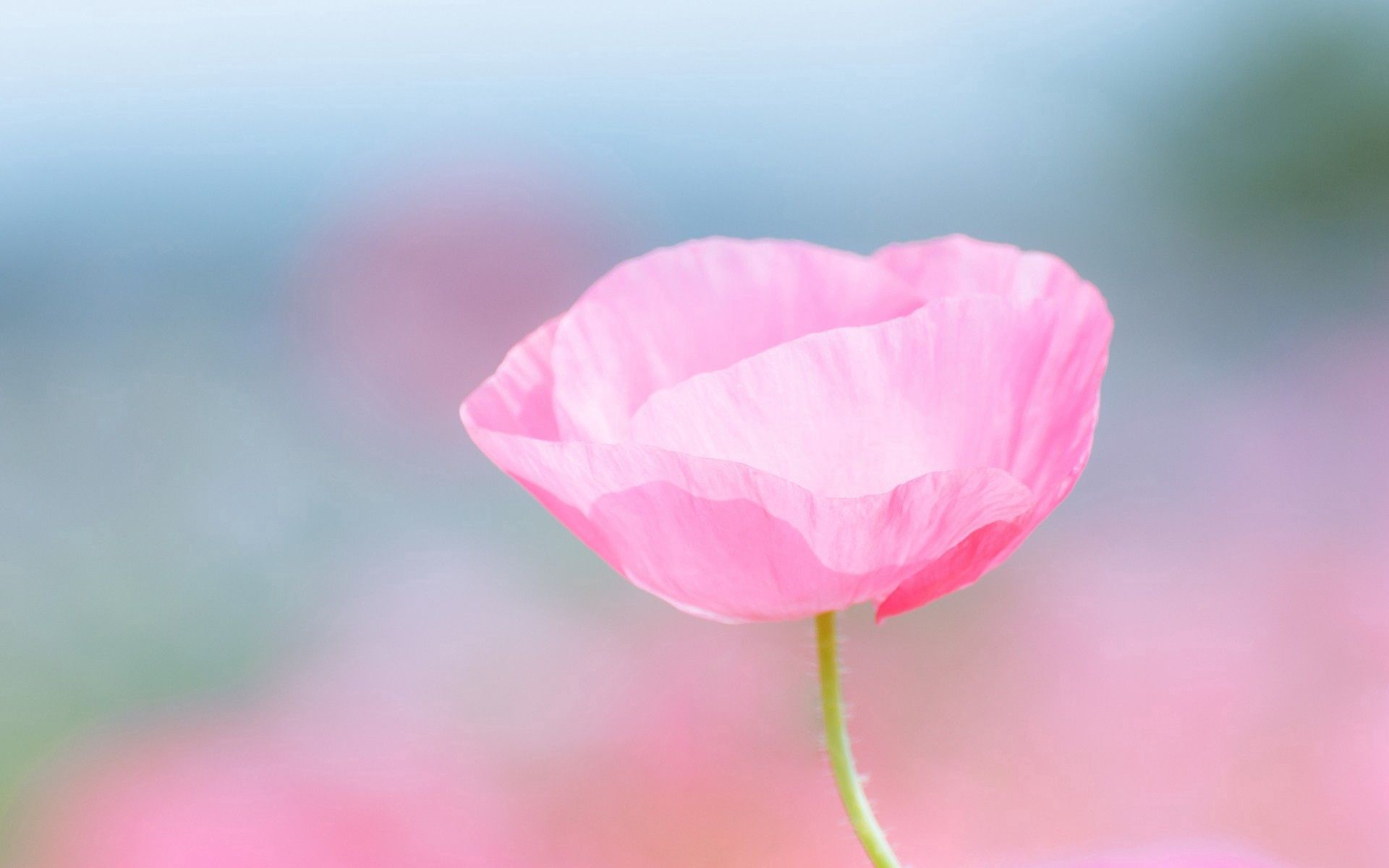 Download mobile wallpaper Petals, Macro, Flower, Pink for free.