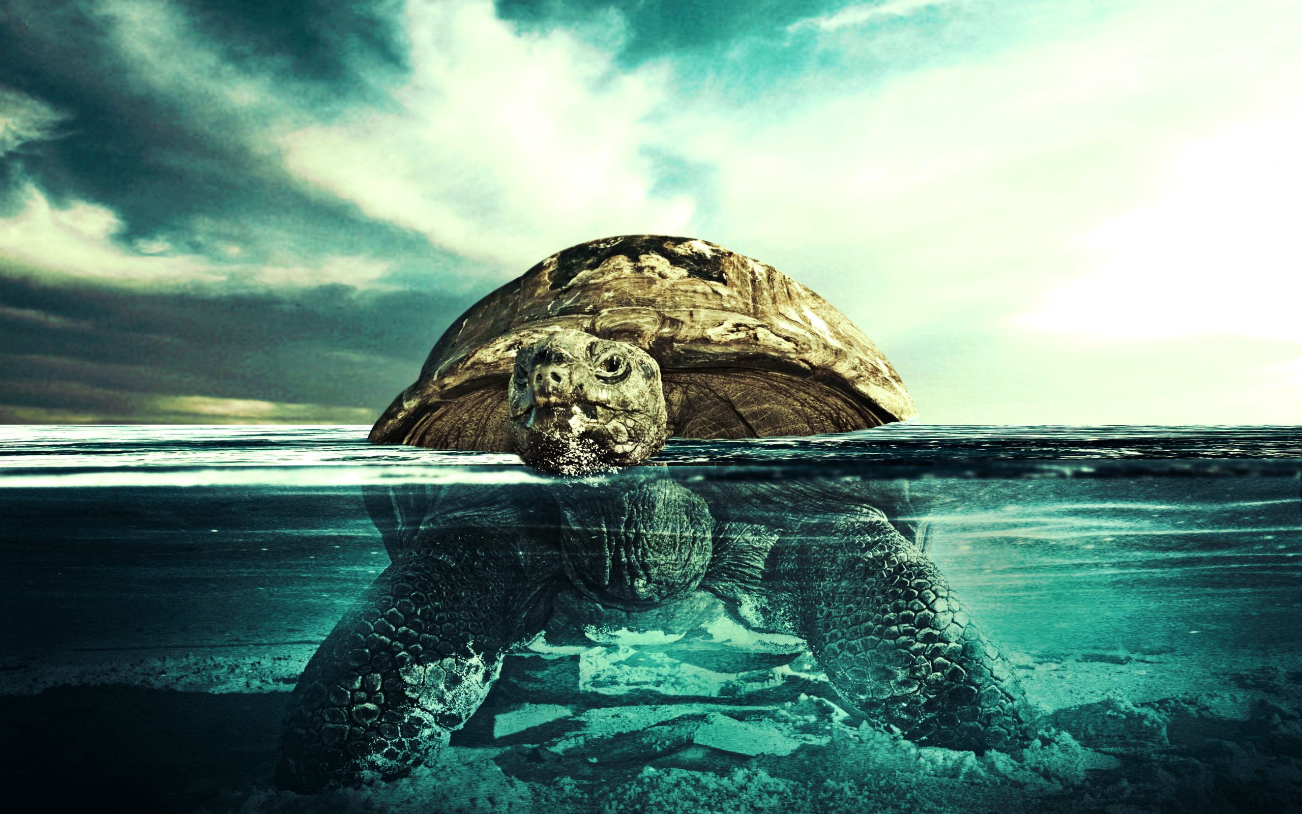 turtle, animals, water, to swim, swim, underwater, submarine 32K