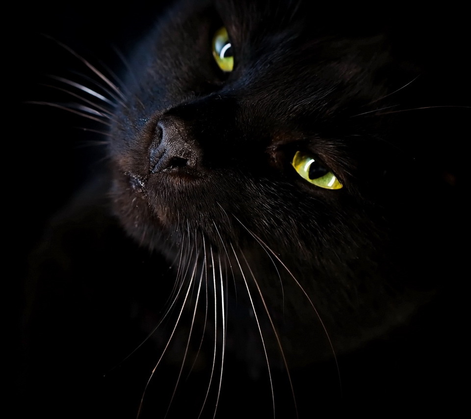 20672 скачать обои кошки (коты котики), черные, животные - заставки и картинки бесплатно