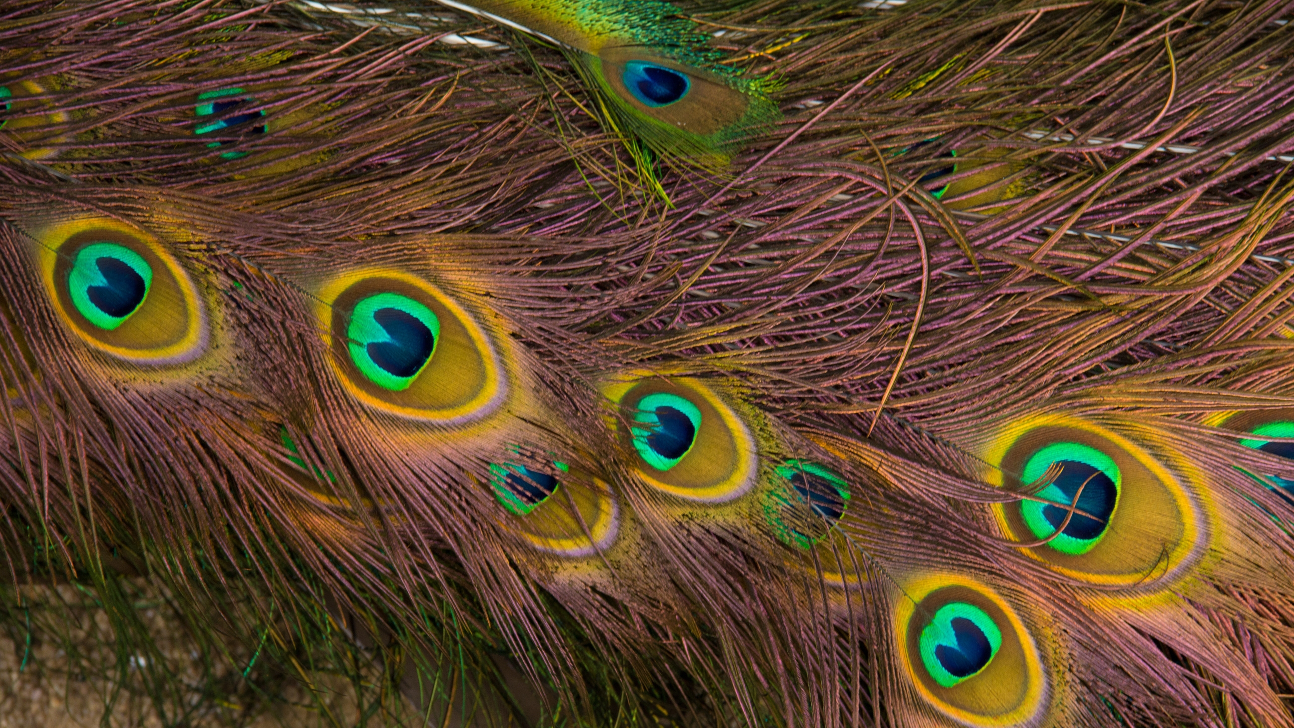 feather, background, patterns, texture, textures, peacock Full HD
