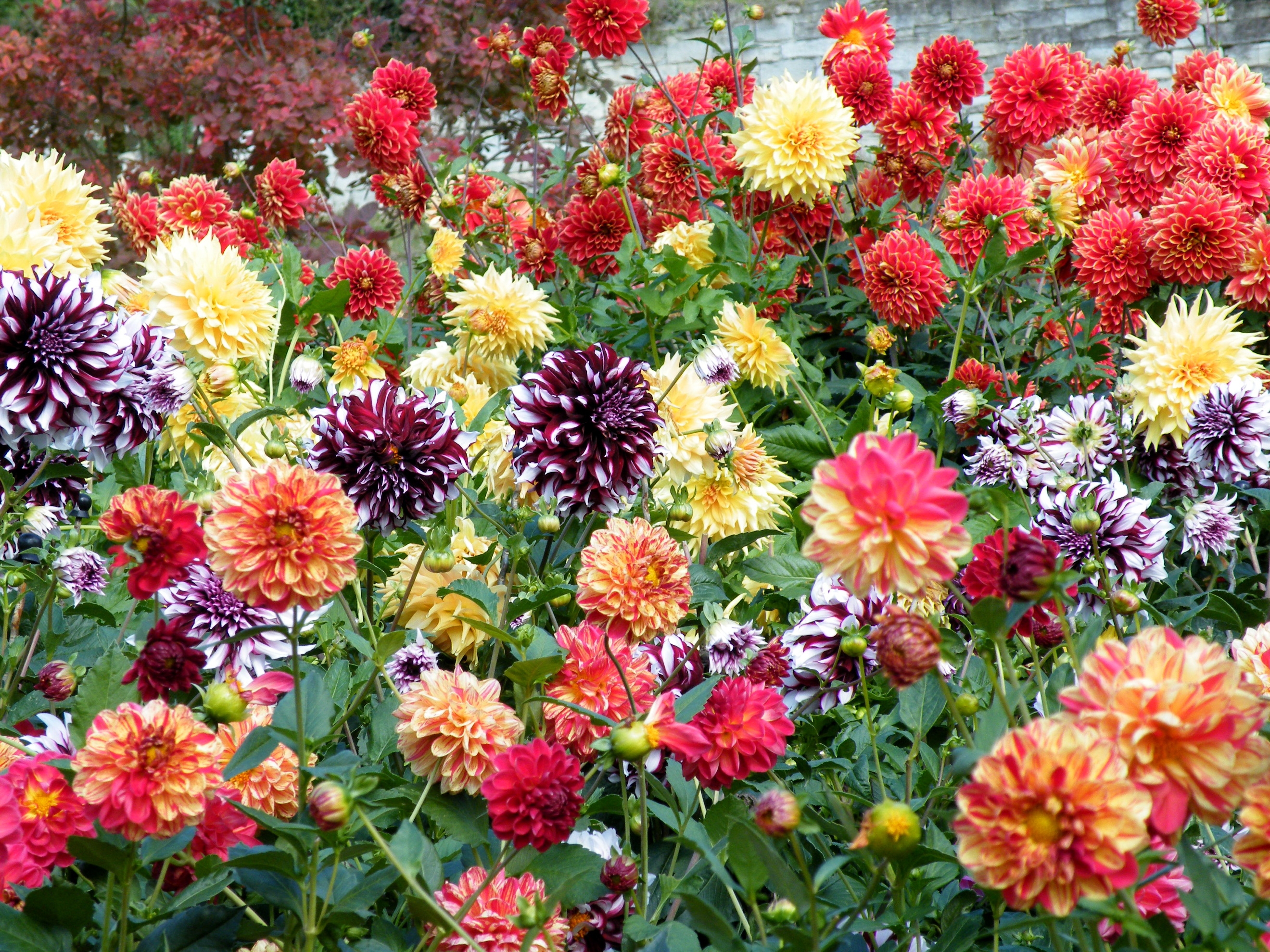 bright, dahlias, flowers, multicolored