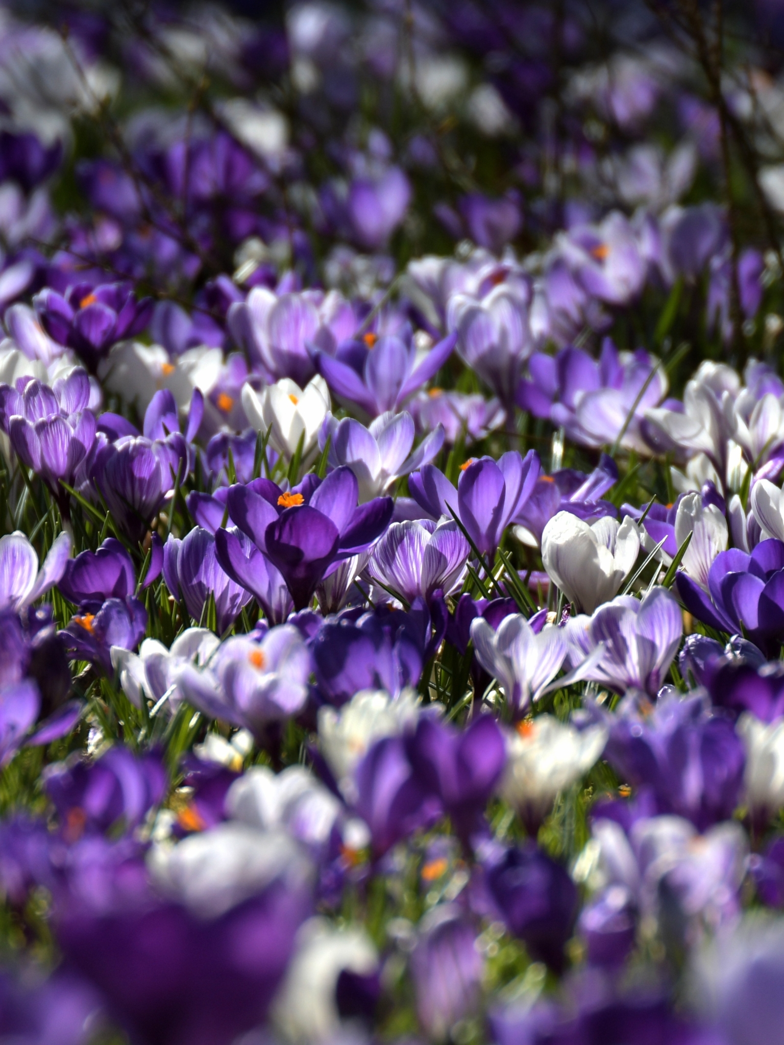 Download mobile wallpaper Nature, Flowers, Flower, Earth, Spring, Crocus, White Flower, Purple Flower for free.
