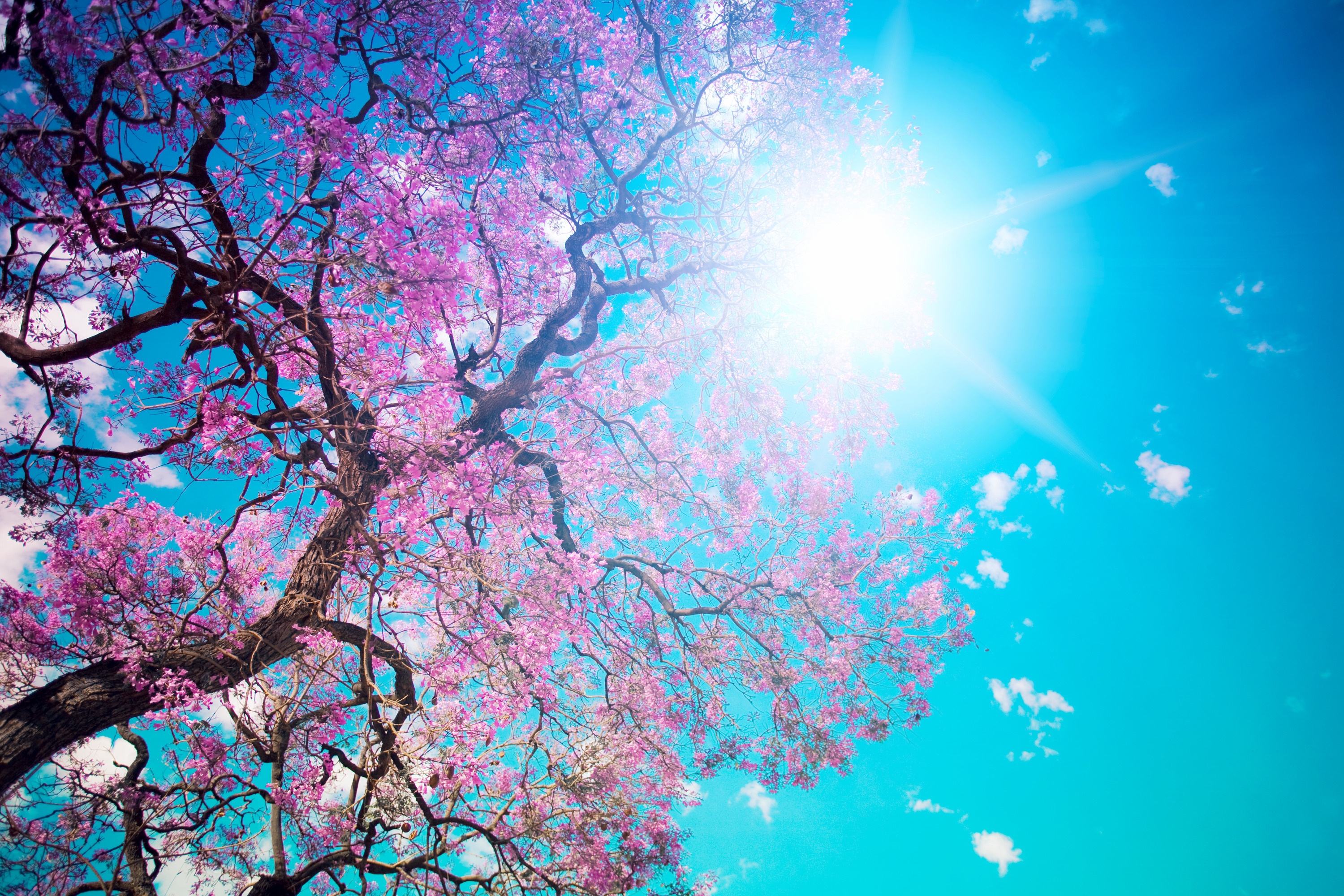 172015 скачать обои весна, дерево, солнце, деревья, земля/природа - заставки и картинки бесплатно