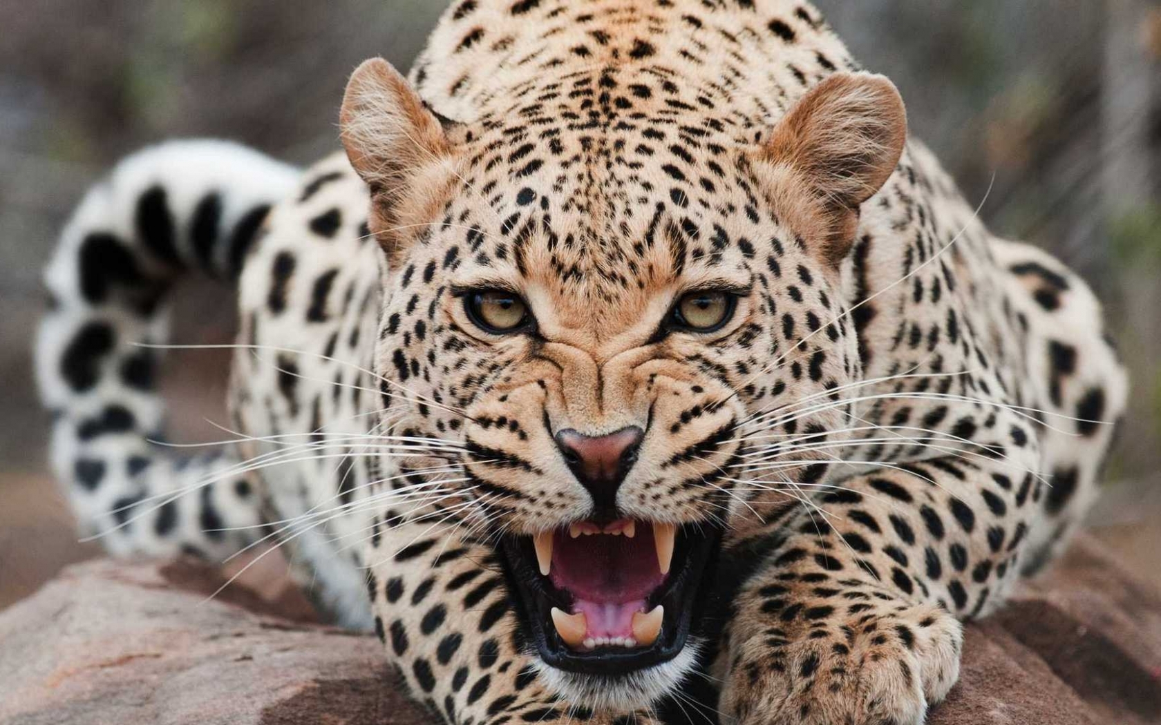 39909 скачать обои леопарды, оранжевые, животные - заставки и картинки бесплатно
