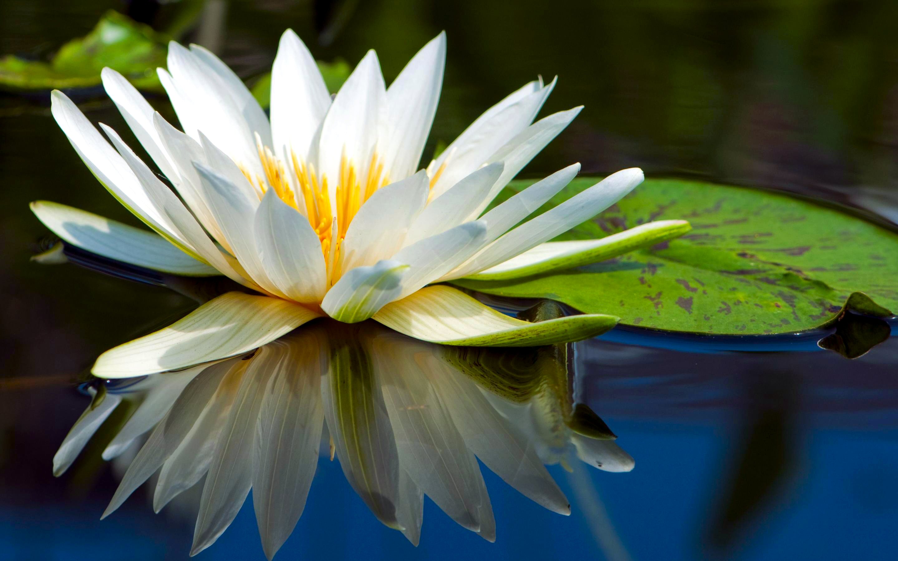 water, earth, water lily, lily, reflection, flowers Full HD