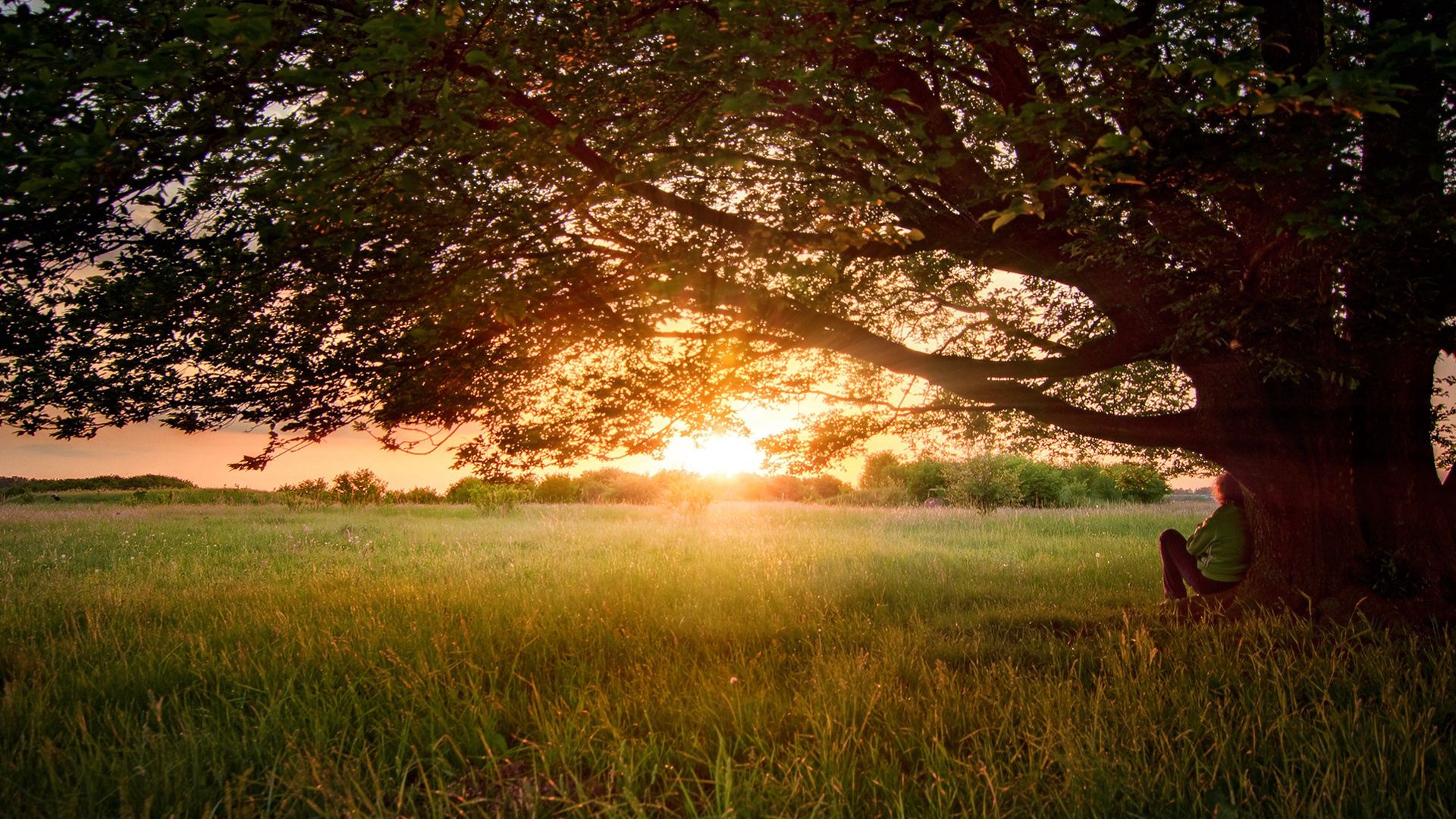 field, nature, sunset, wood, tree, krone, crown, branches, branch, evening, human, person, scattered, dreams, reverie, spreading 1080p
