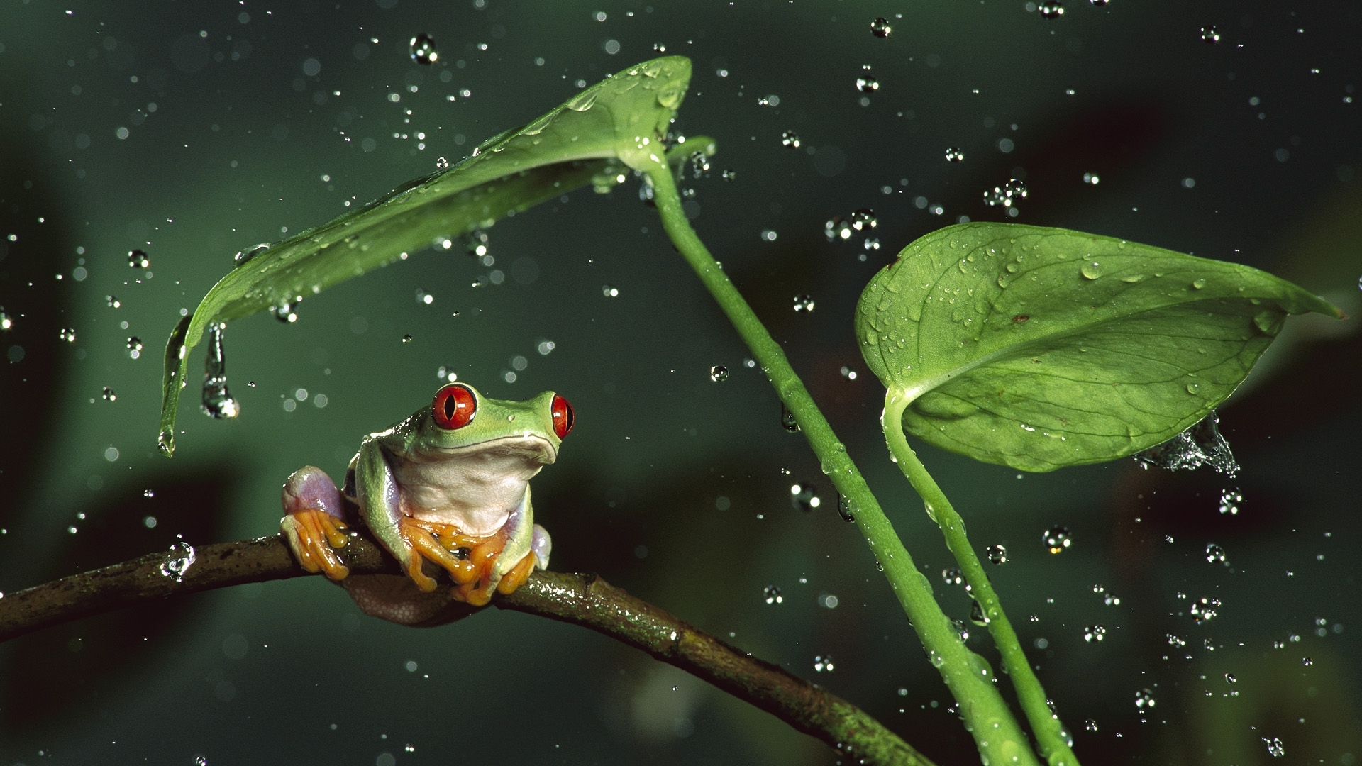 frogs, drops, black, animals, leaves