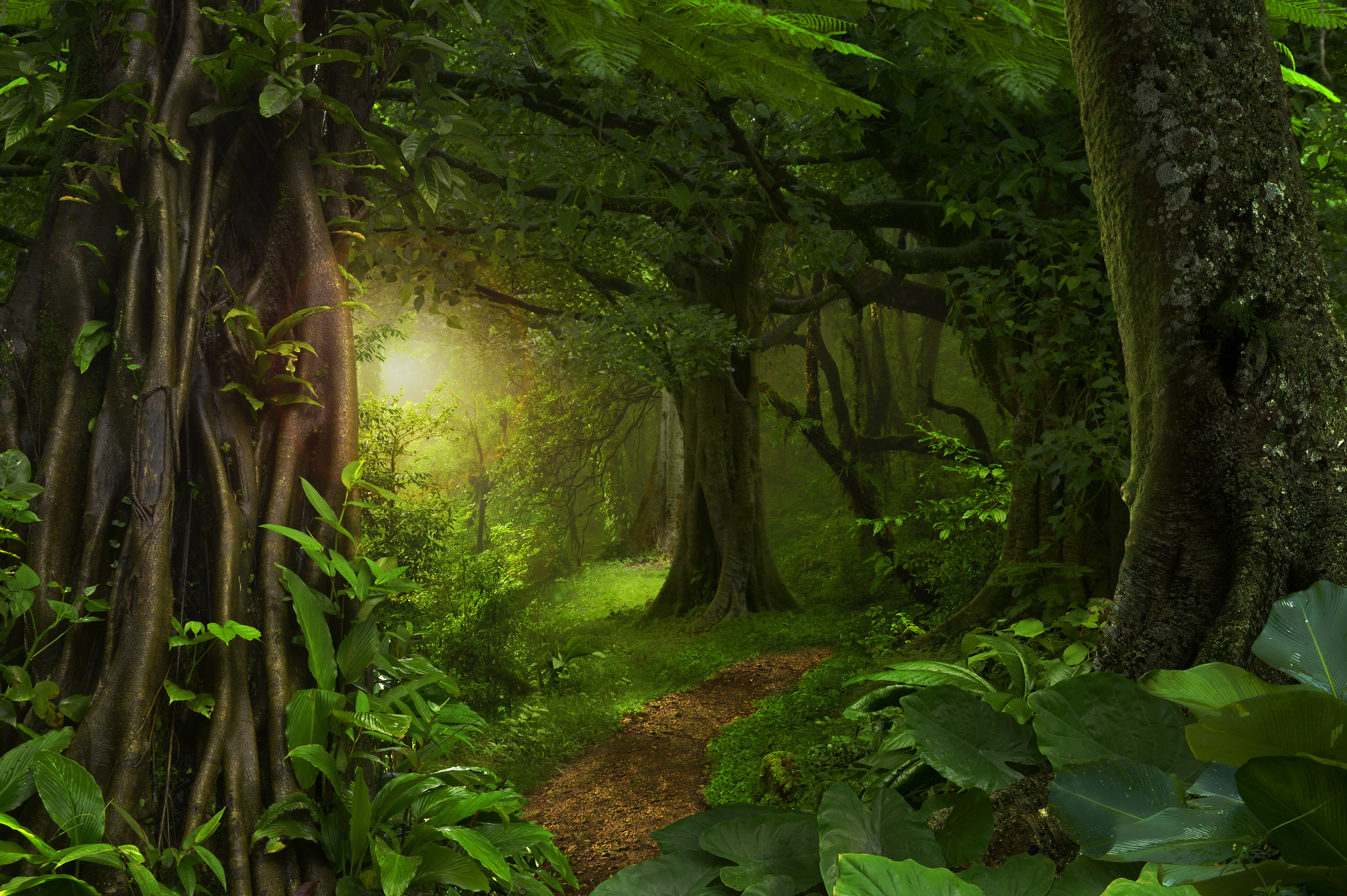сказочные фотографии леса