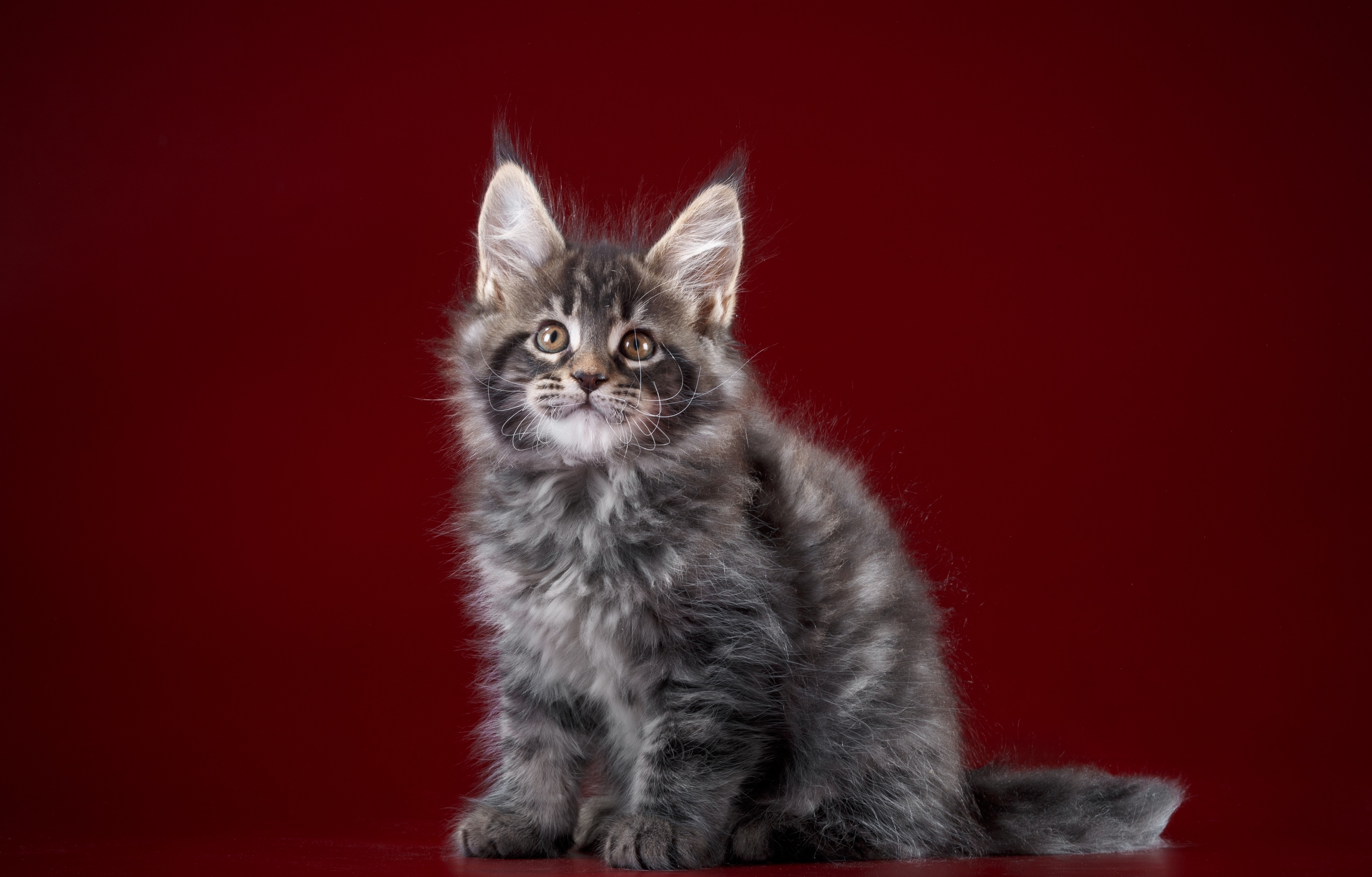 animal, cat, baby animal, kitten, maine coon, cats cell phone wallpapers