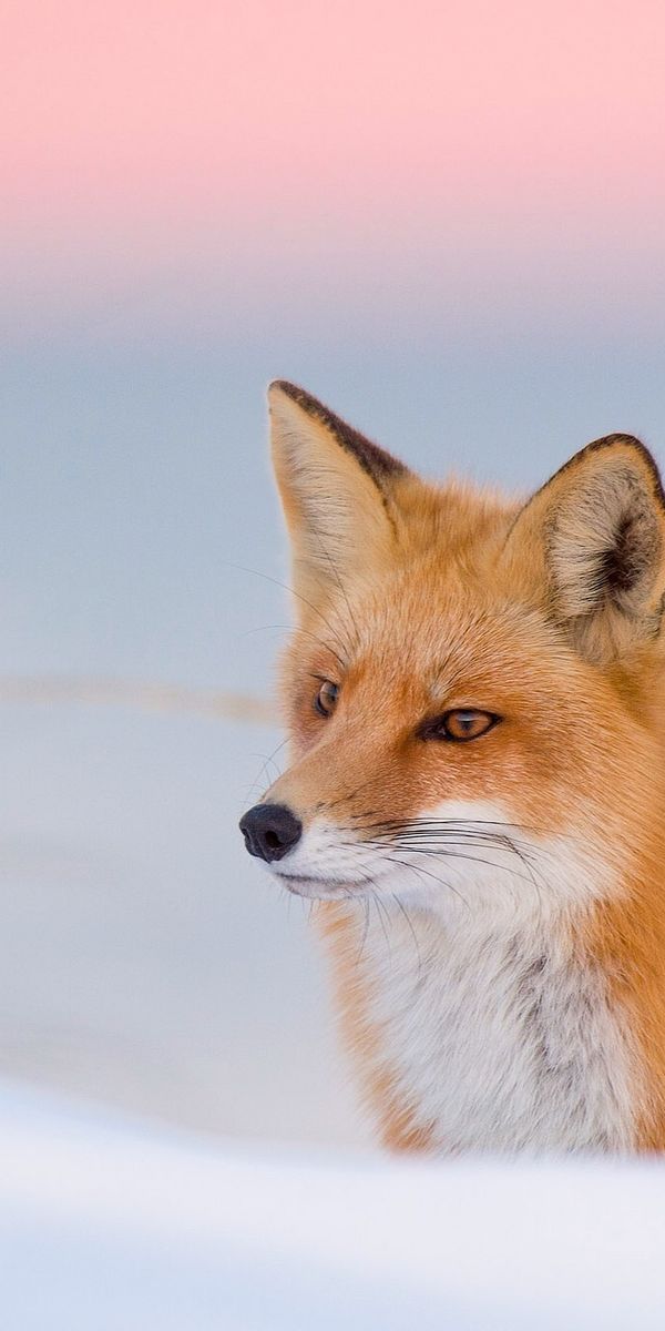 Fox look. Винтер Фокс. Лиса. Лиса зимой. Красивая лиса.