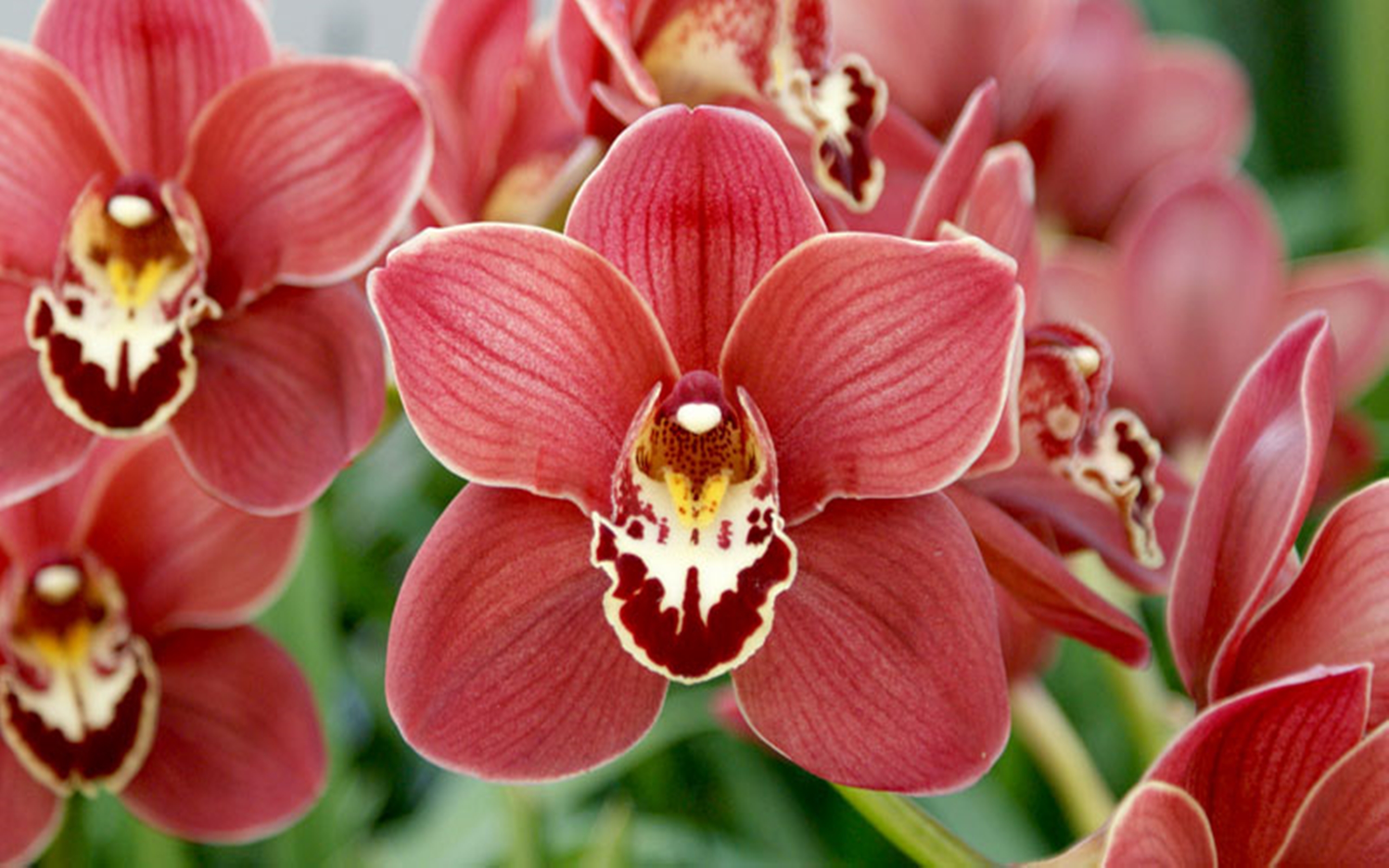 Орхидеи фаленопсис и Цимбидиум