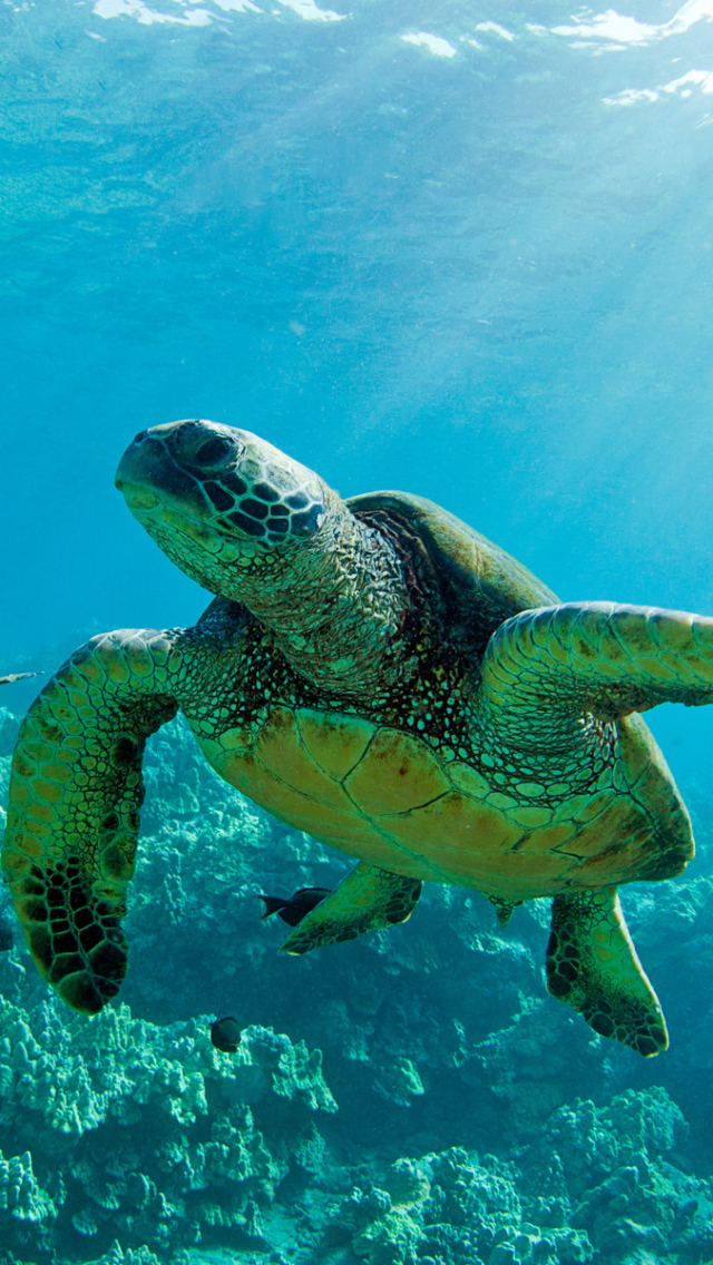 Download mobile wallpaper Turtles, Animal, Hawaii, Turtle, Sea Turtle for free.