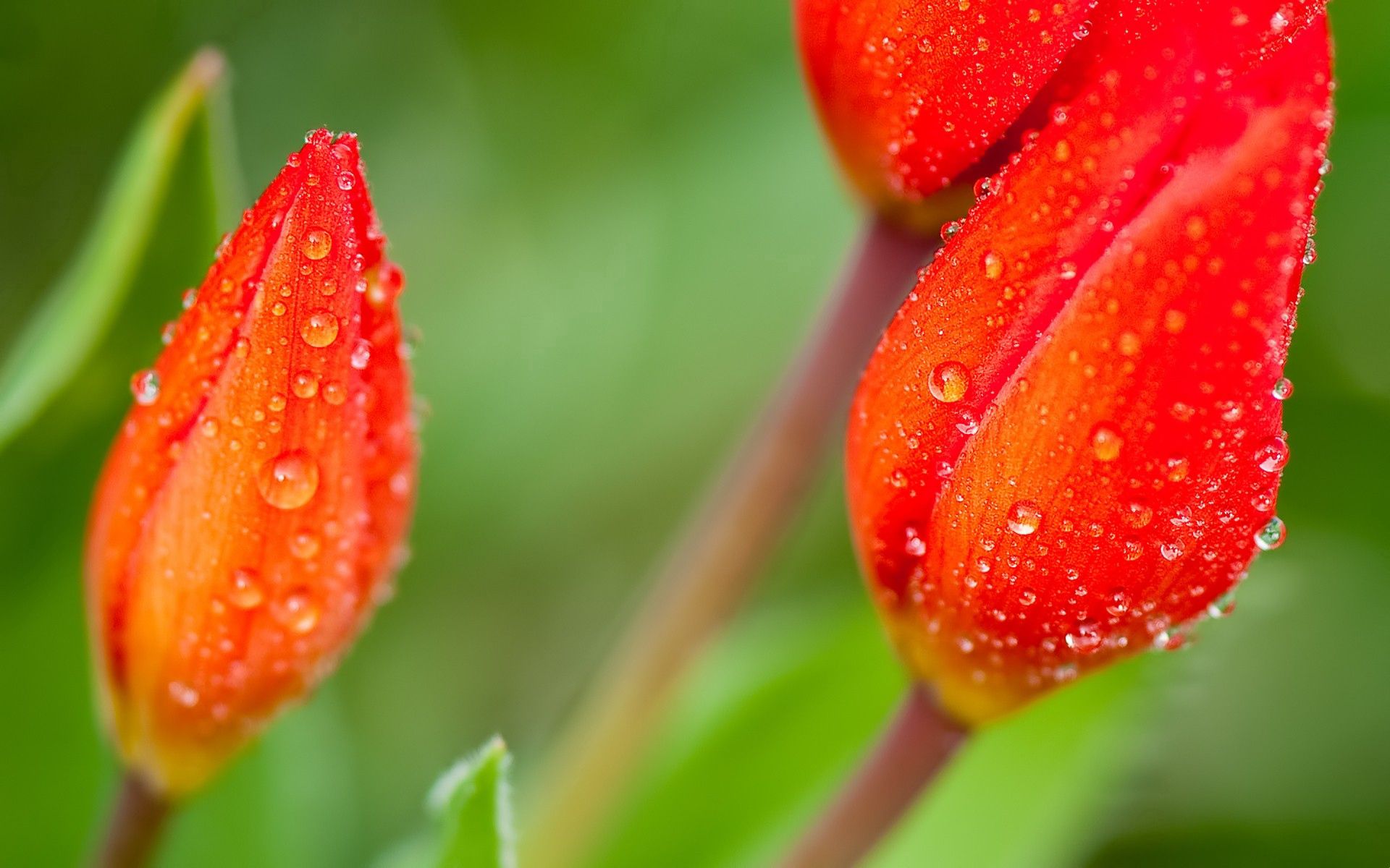 drops, flower, macro, petals, stem, stalk High Definition image