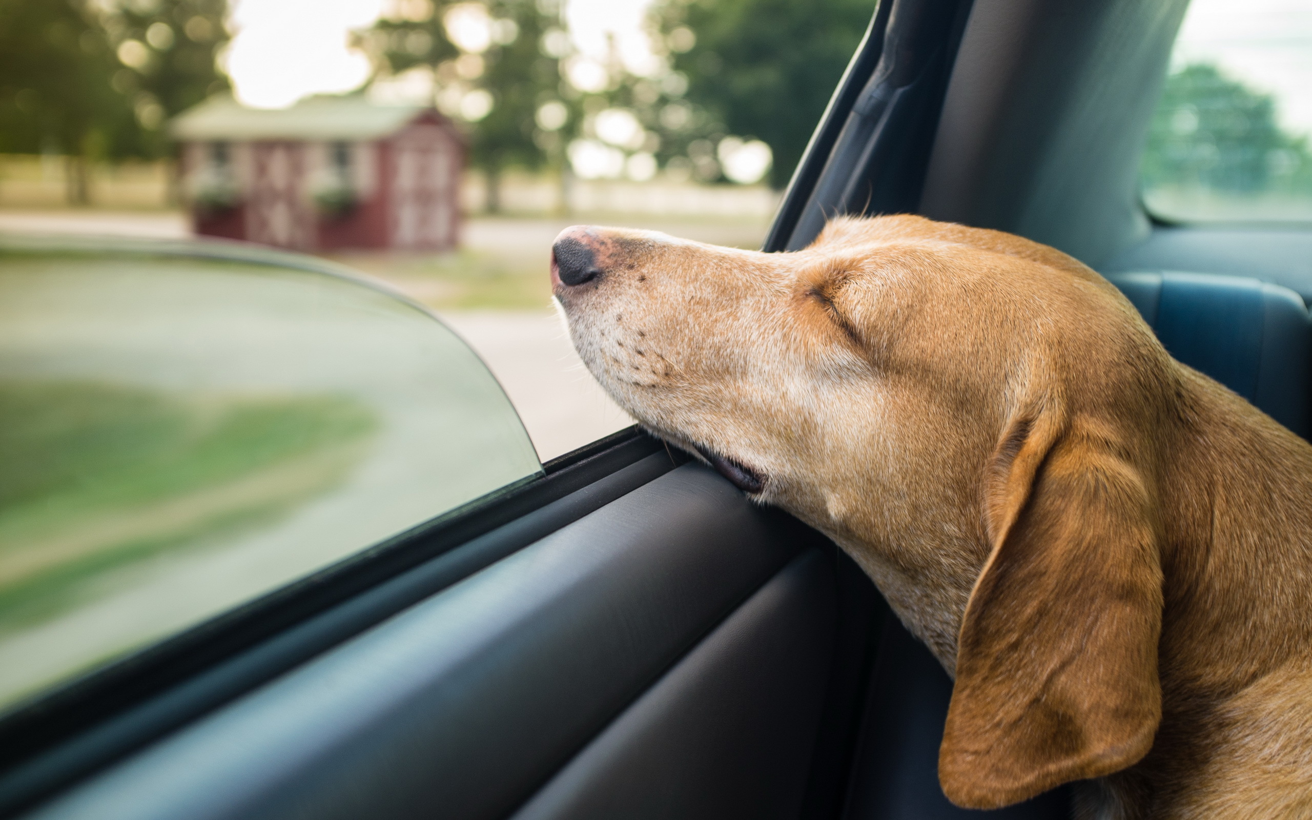 Dog cars. Автомобиль собака. Окно автомобиля. Животные в машине. Собака в авто.