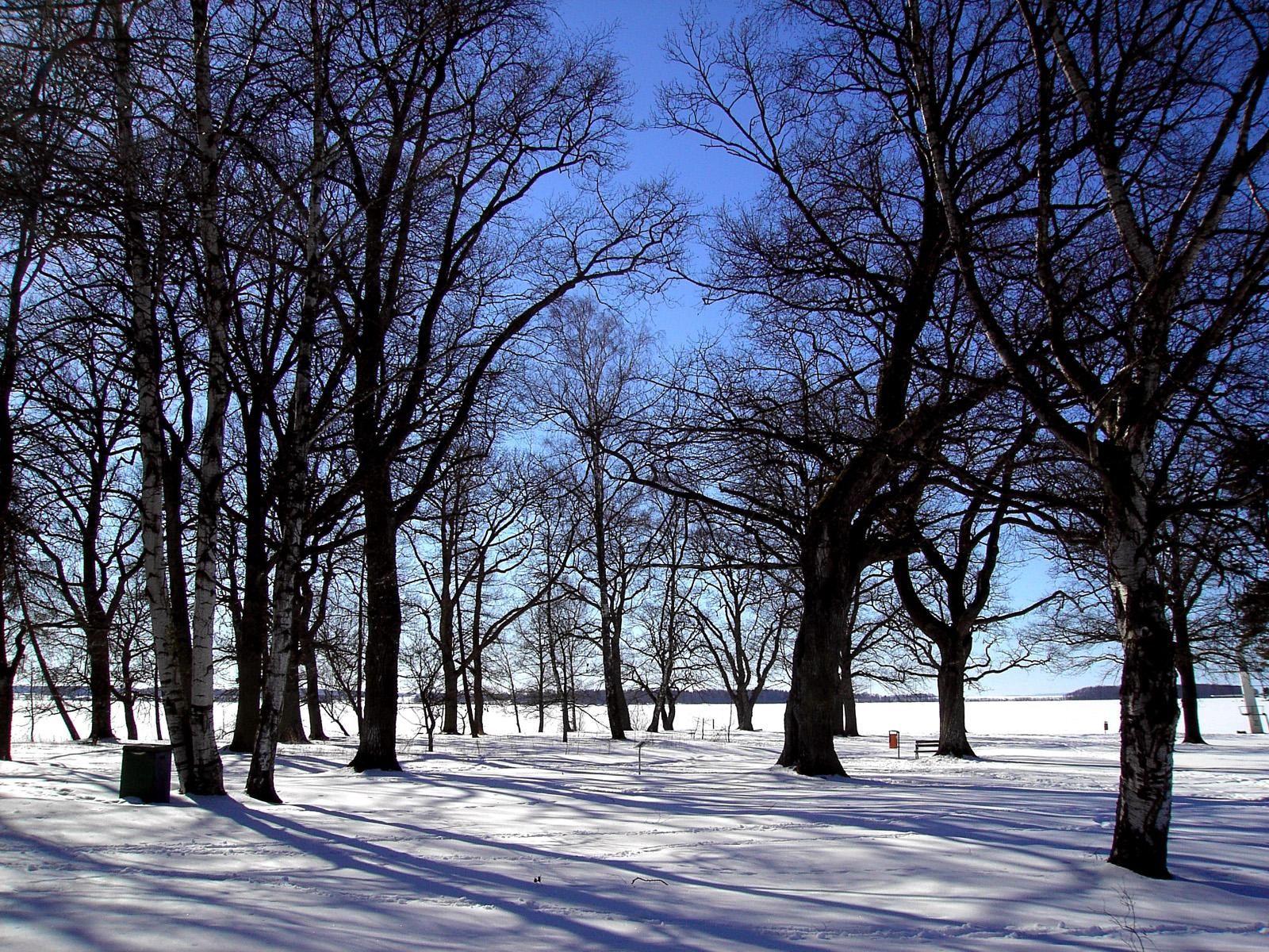 Download mobile wallpaper Grove, Winter, Snow, Trees, Silence, Nature for free.