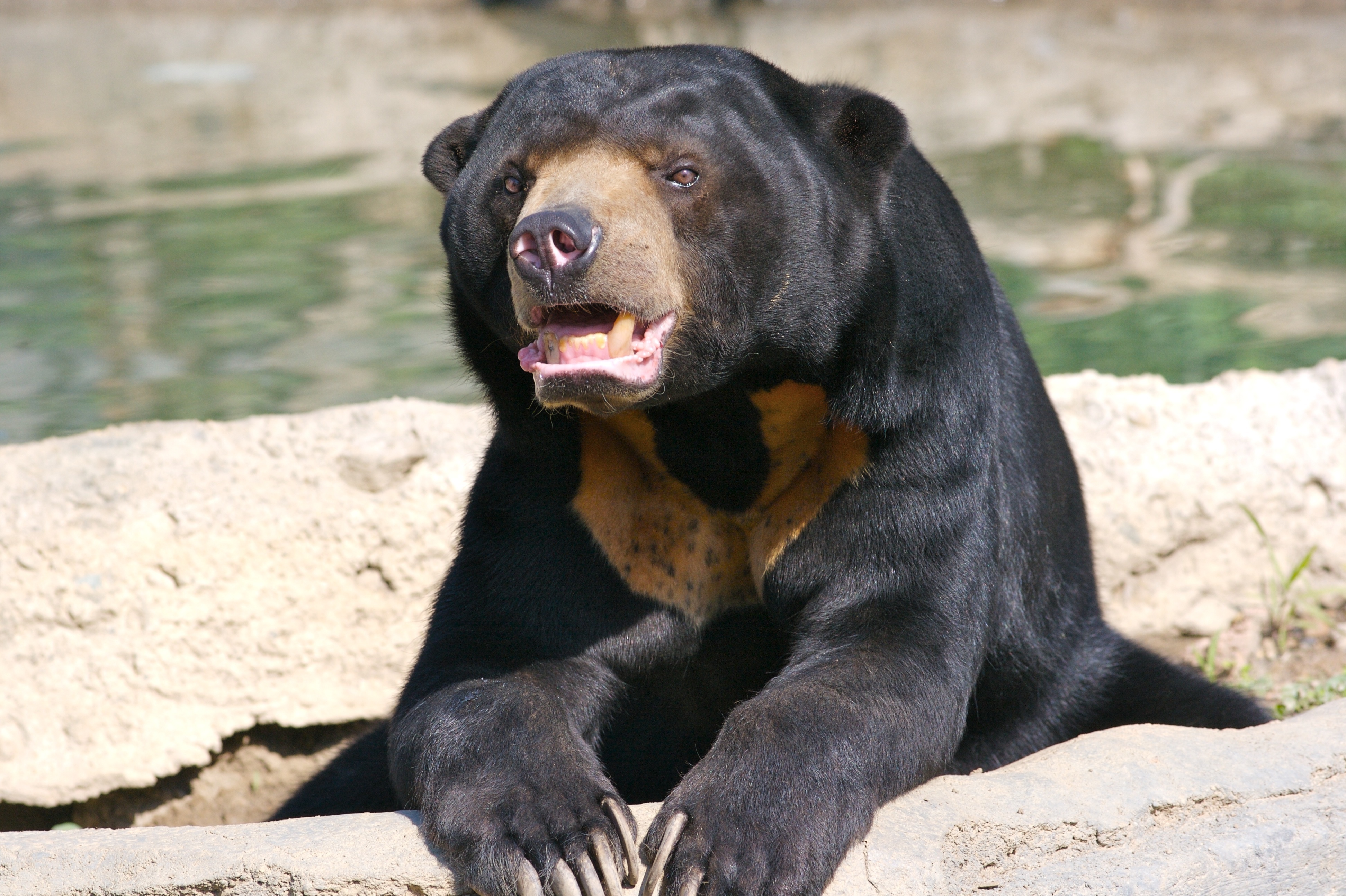 Бируанг или малайский медведь