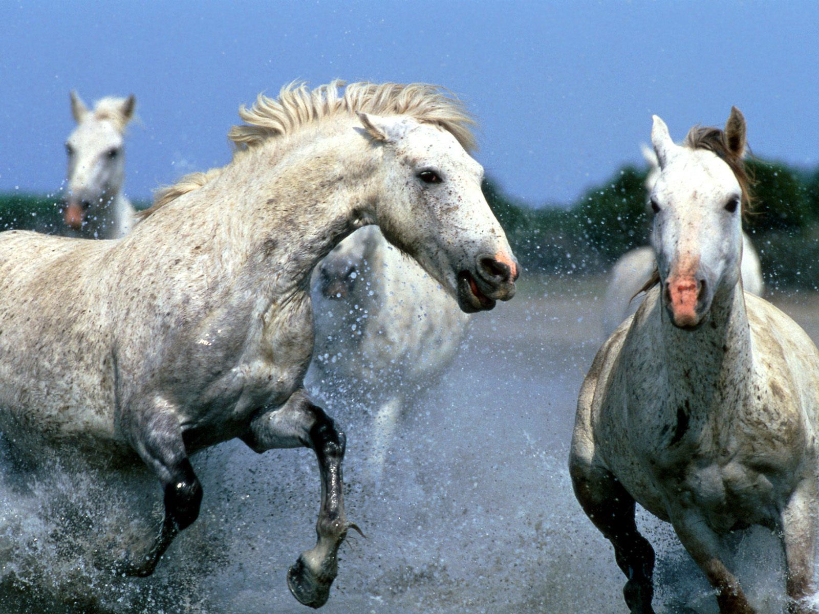 Download mobile wallpaper Animals, Spray, Stroll, Water, Pair, Couple, Horses for free.