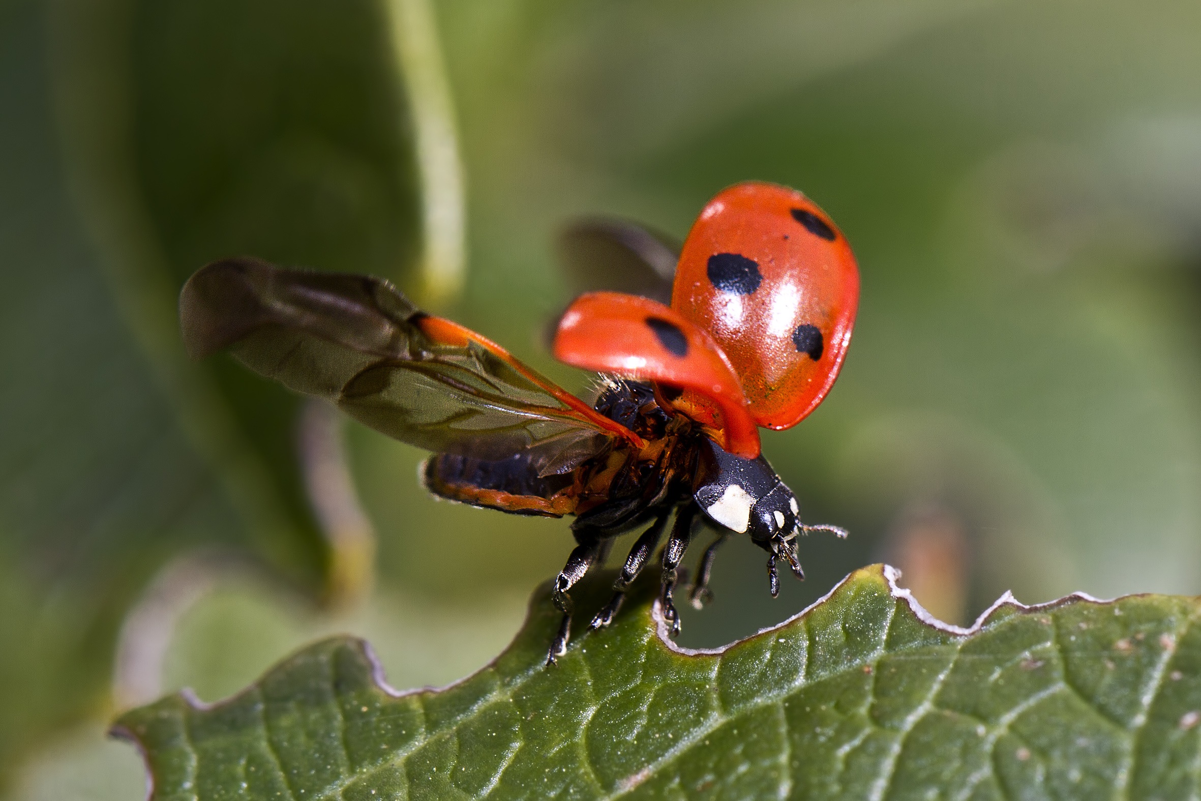 Mobile wallpaper ladybug, macro, sheet, leaf, insect, wings, ladybird