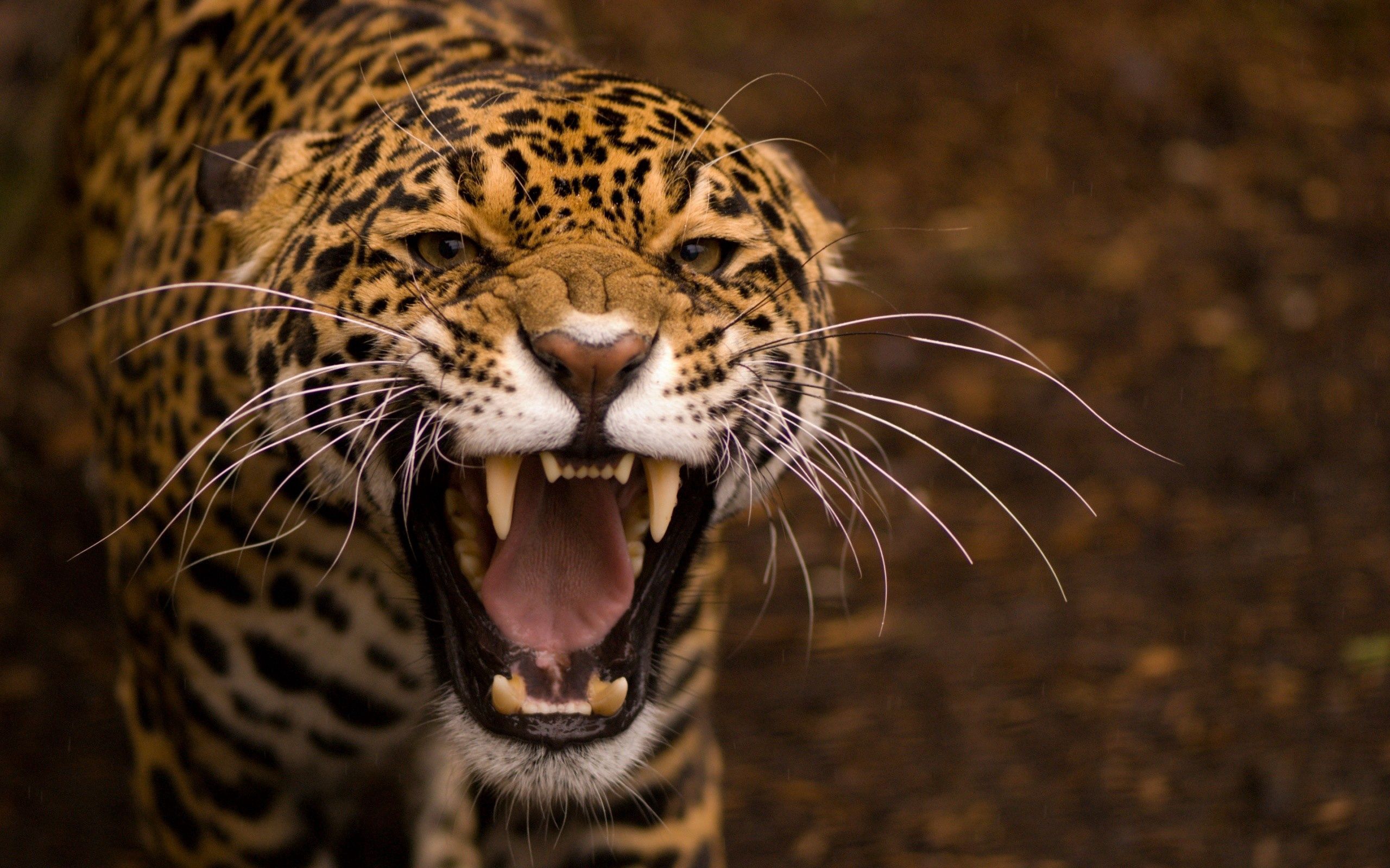143720 télécharger l'image animaux, jaguar, agression, sourire, museau, muselière, prédateur, colère - fonds d'écran et économiseurs d'écran gratuits