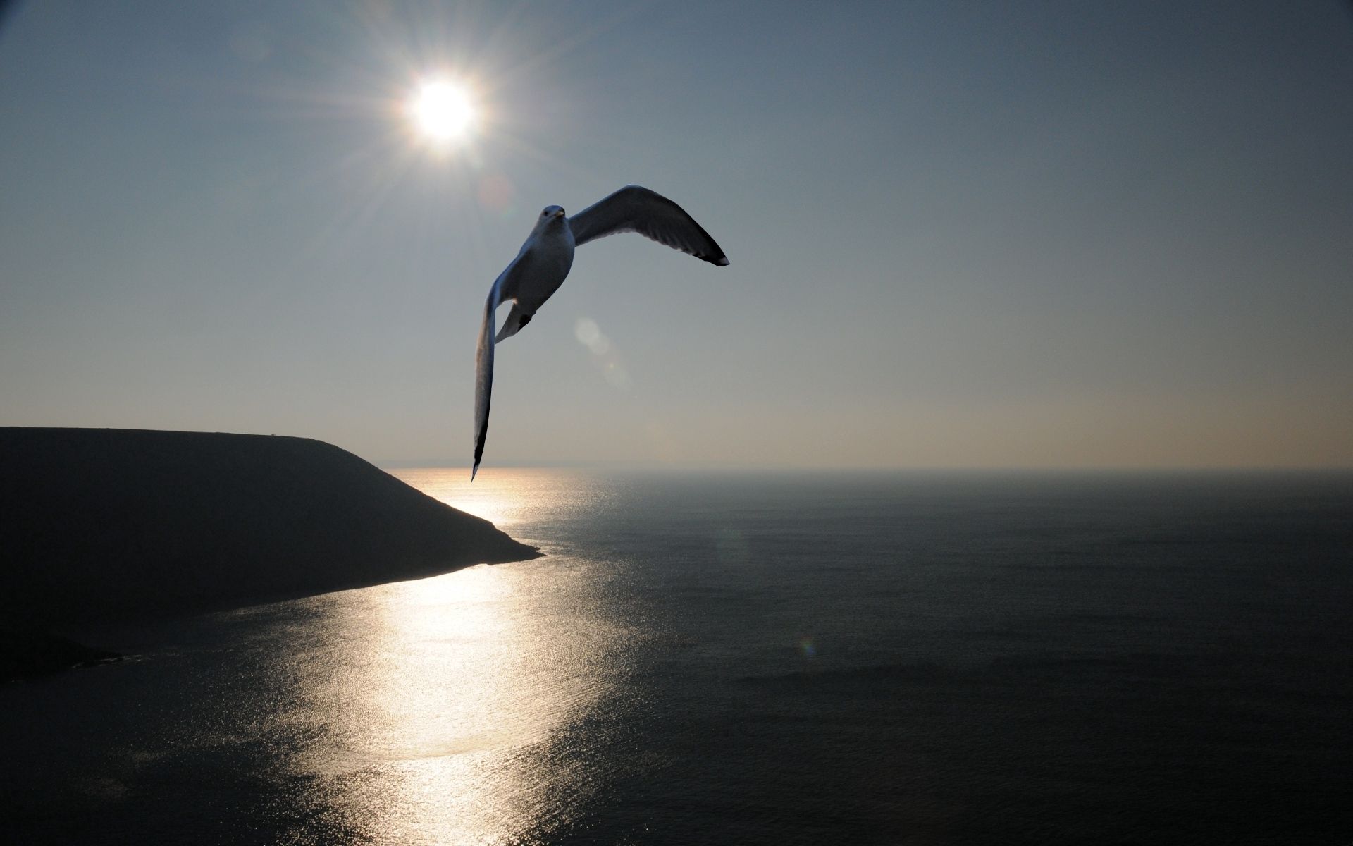 animals, sky, sea, silhouette, shadow, flight, gull, seagull, wave, sweep
