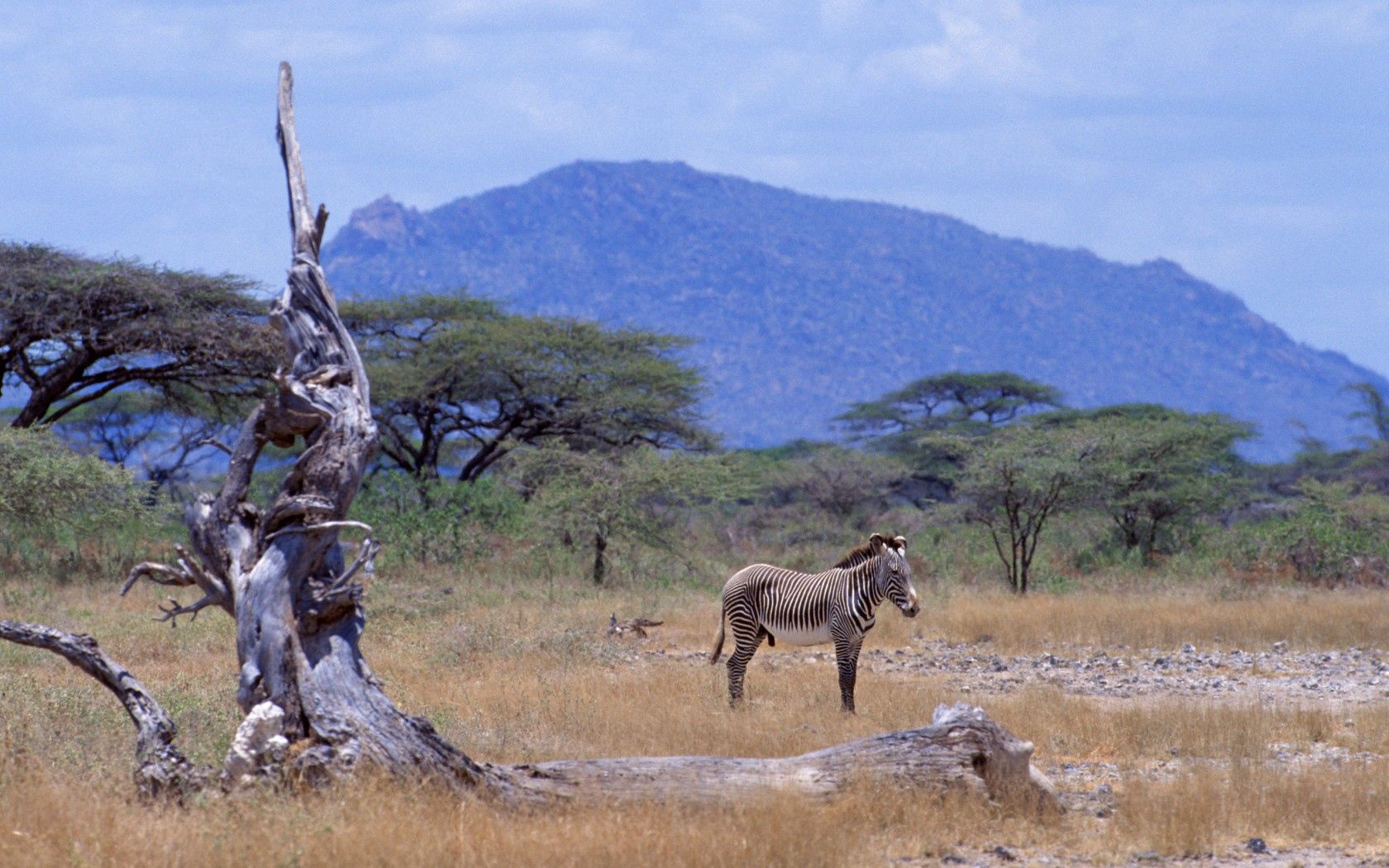 98343 скачать обои африка, животные, саванна, зебры, гора, дерево - заставки и картинки бесплатно