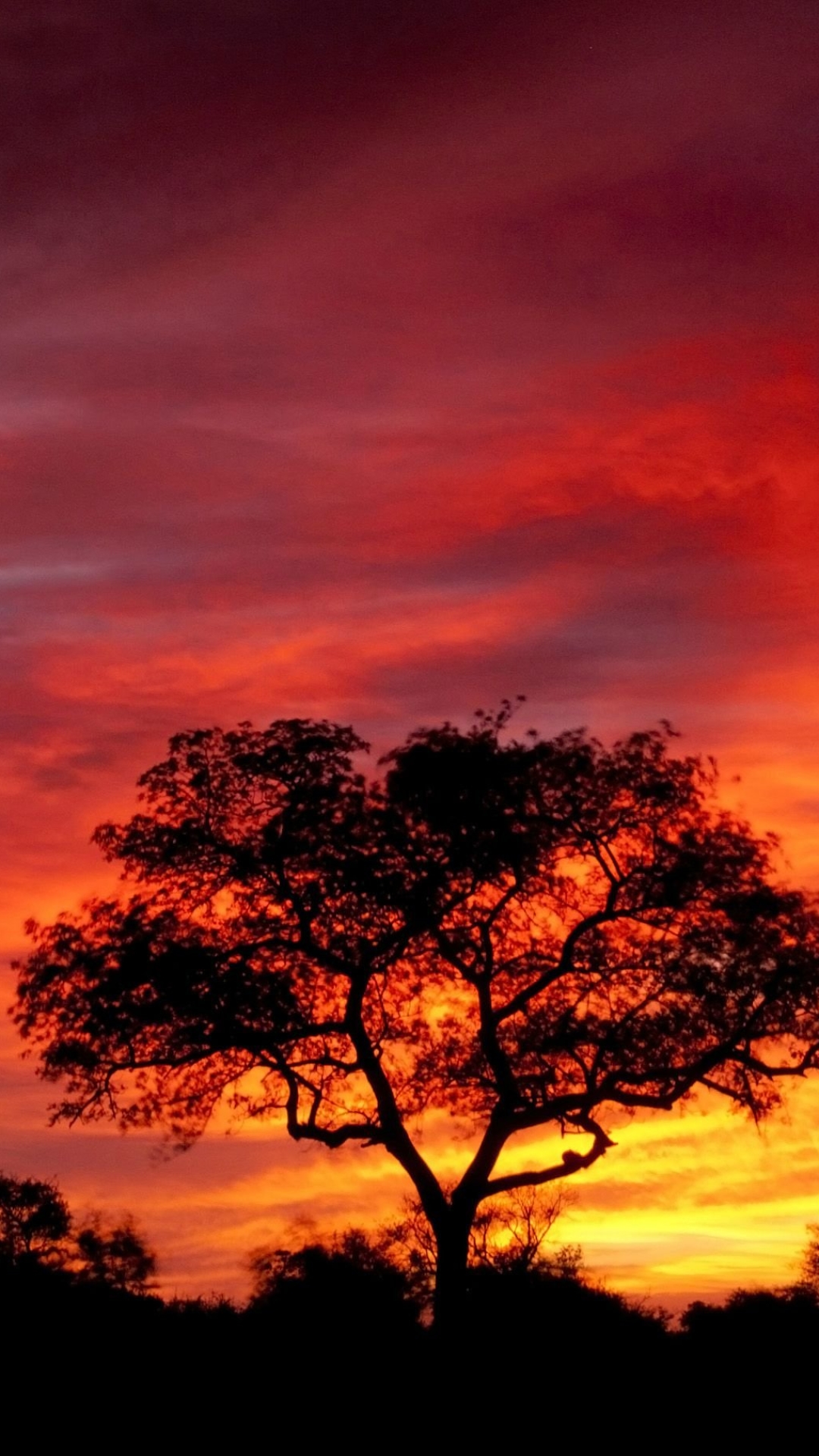 earth, sunset, orange (color), nature, south africa, silhouette, tree, sky wallpaper for mobile
