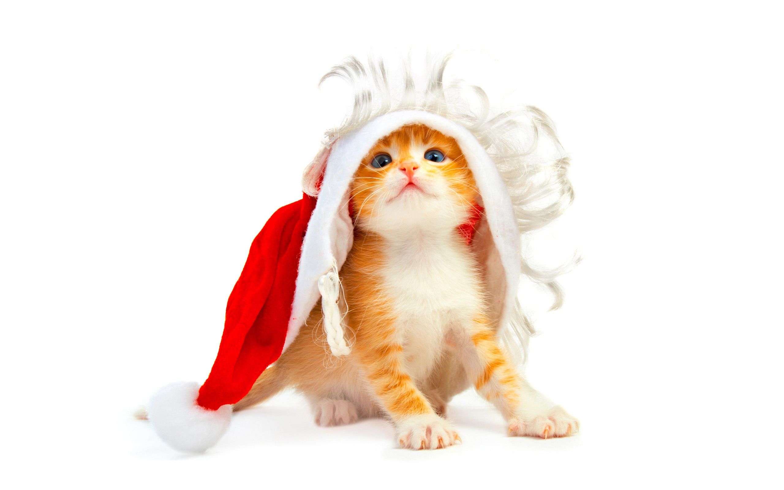 cats, postcards, christmas xmas, animals, holidays, new year 4K Ultra