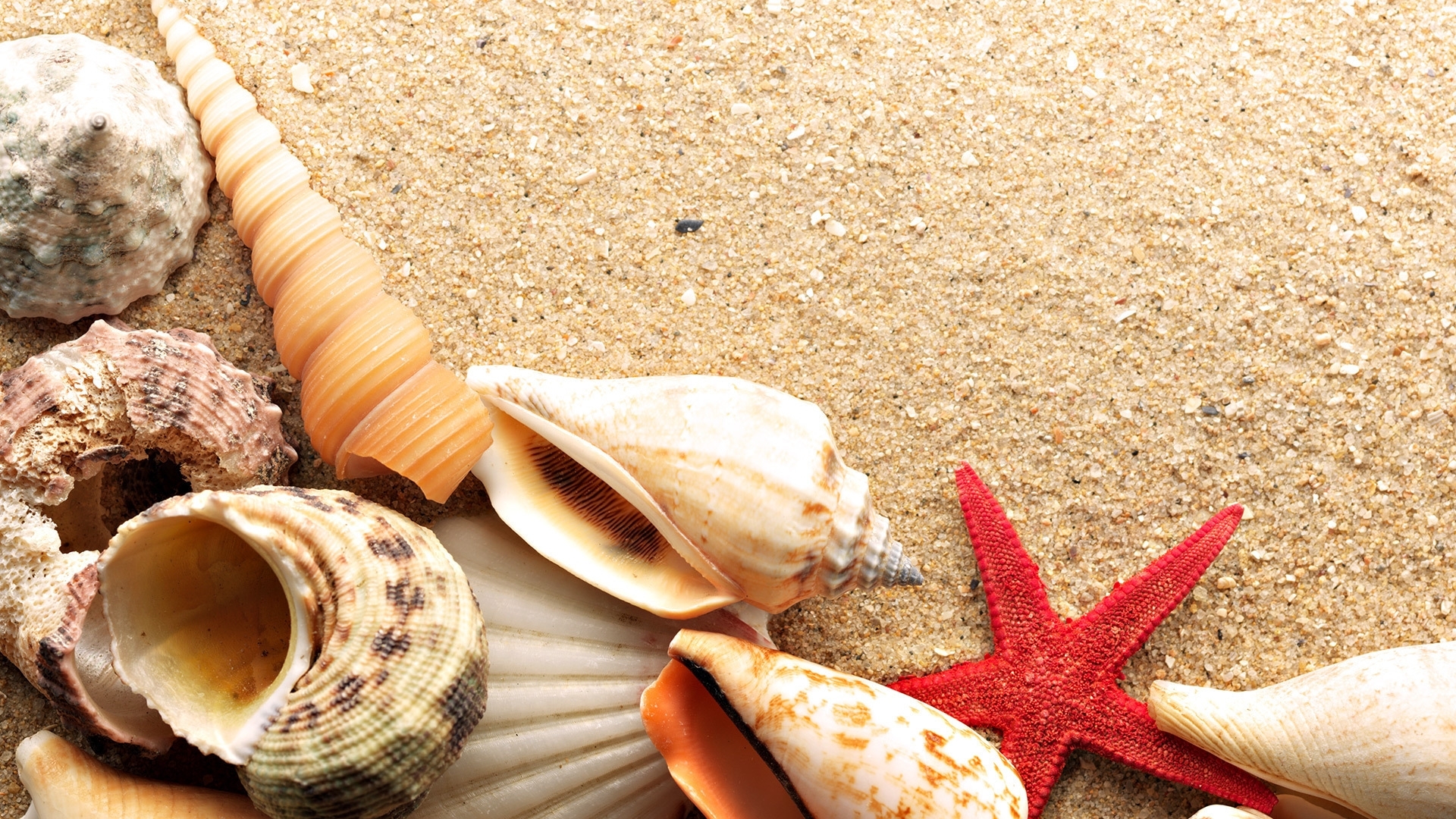 28897 Hintergrundbild herunterladen hintergrund, shells, starfish - Bildschirmschoner und Bilder kostenlos