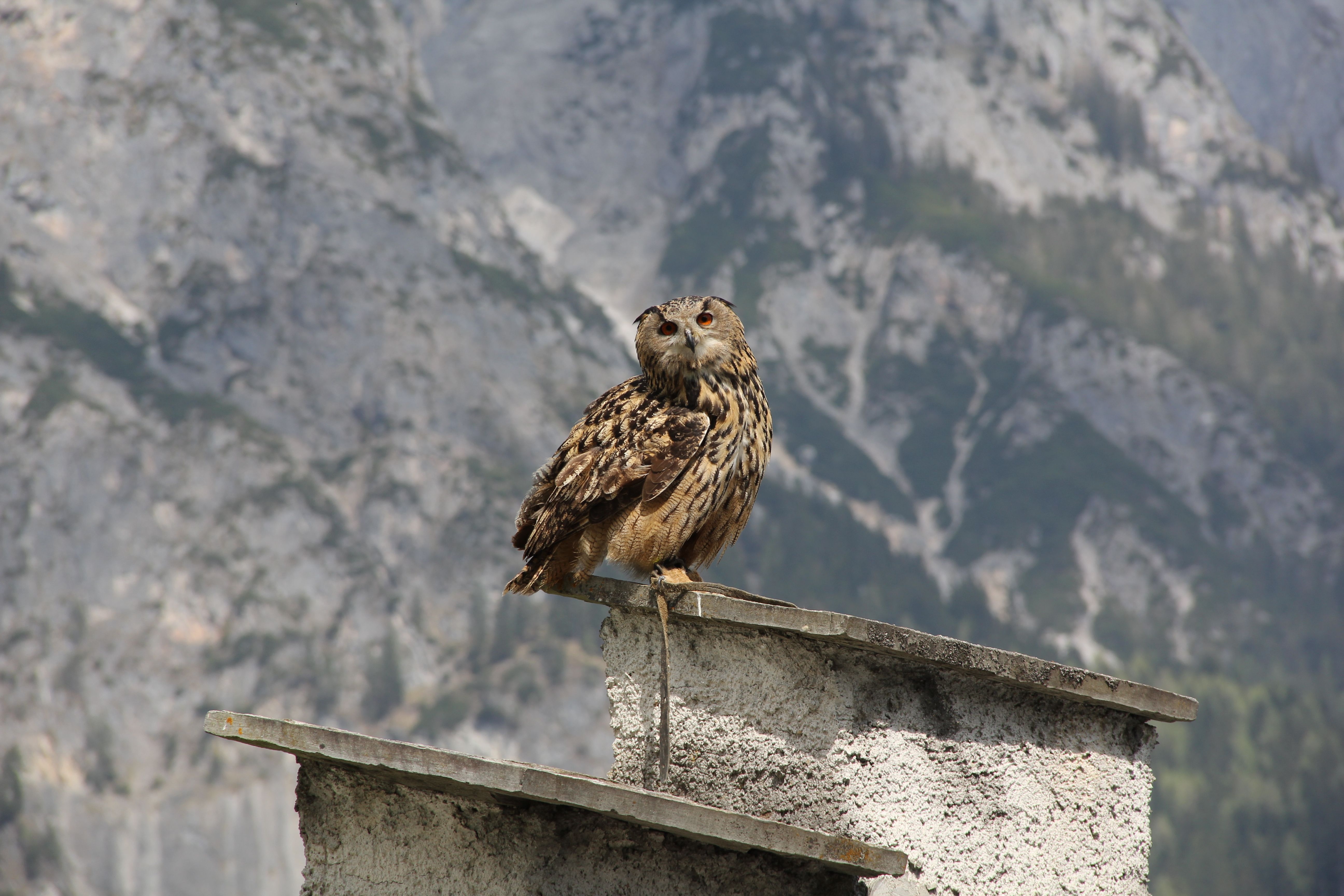 Download mobile wallpaper Owl, Roof, Sit, Animals, Predator, Bird for free.