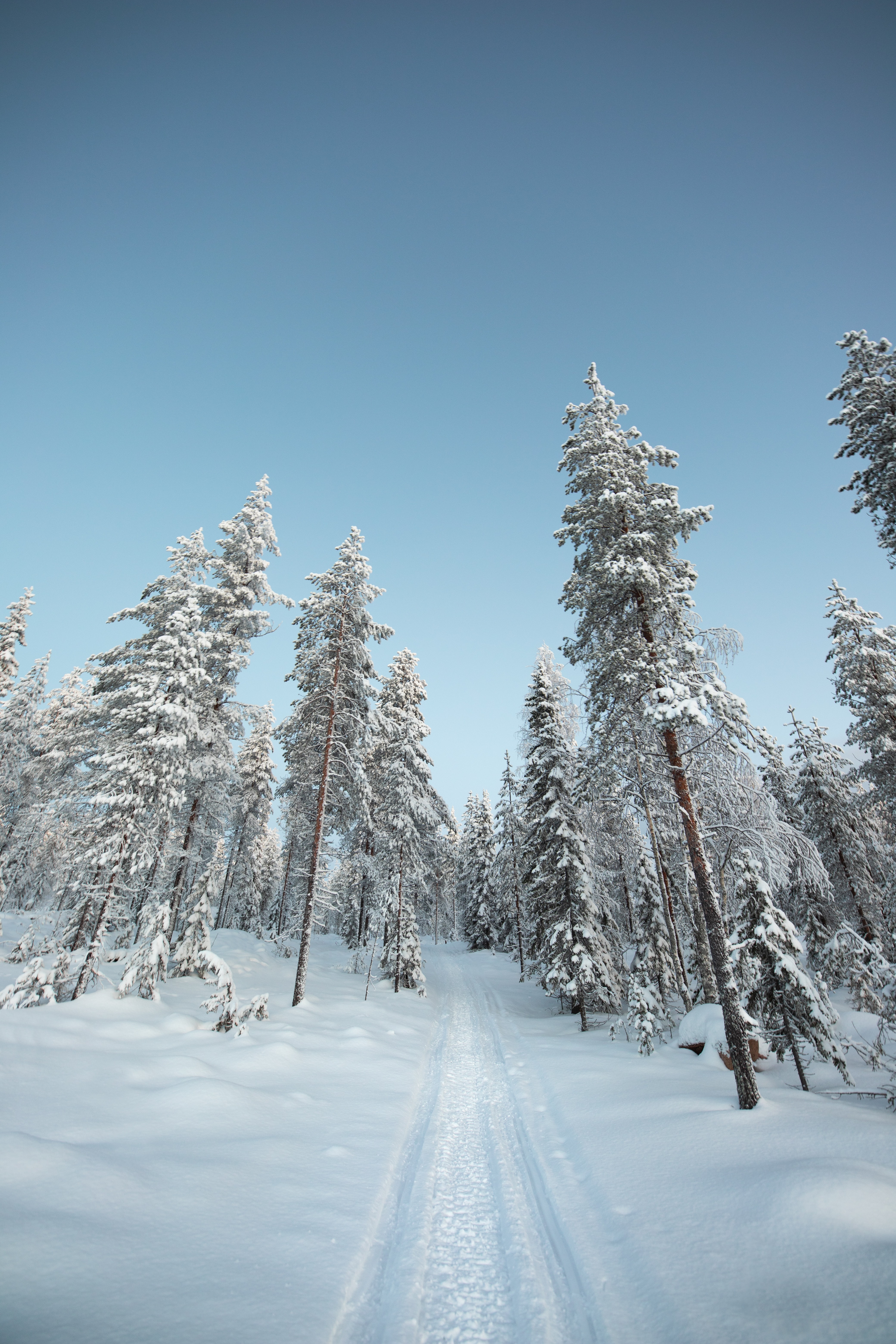 Скачати мобільні шпалери Дерева, Сніг, Шлях, Природа, Стежка, Зима безкоштовно.